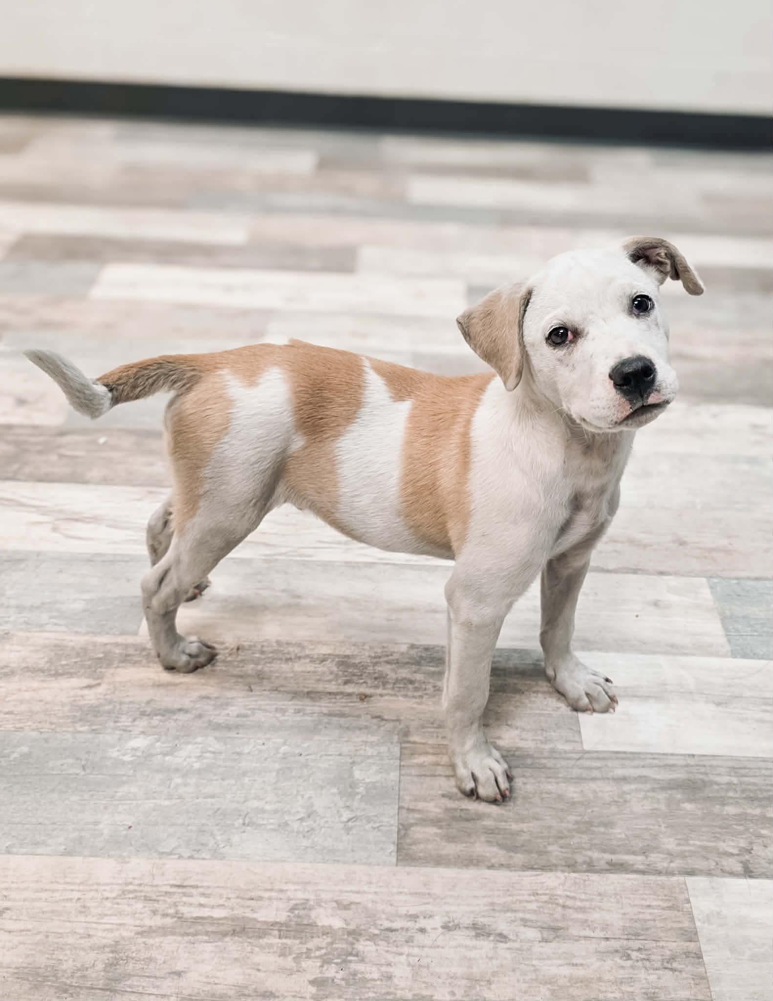 Enlarge Liam, a Adoptable mixed breed in Elkhorn, WI image 3/4