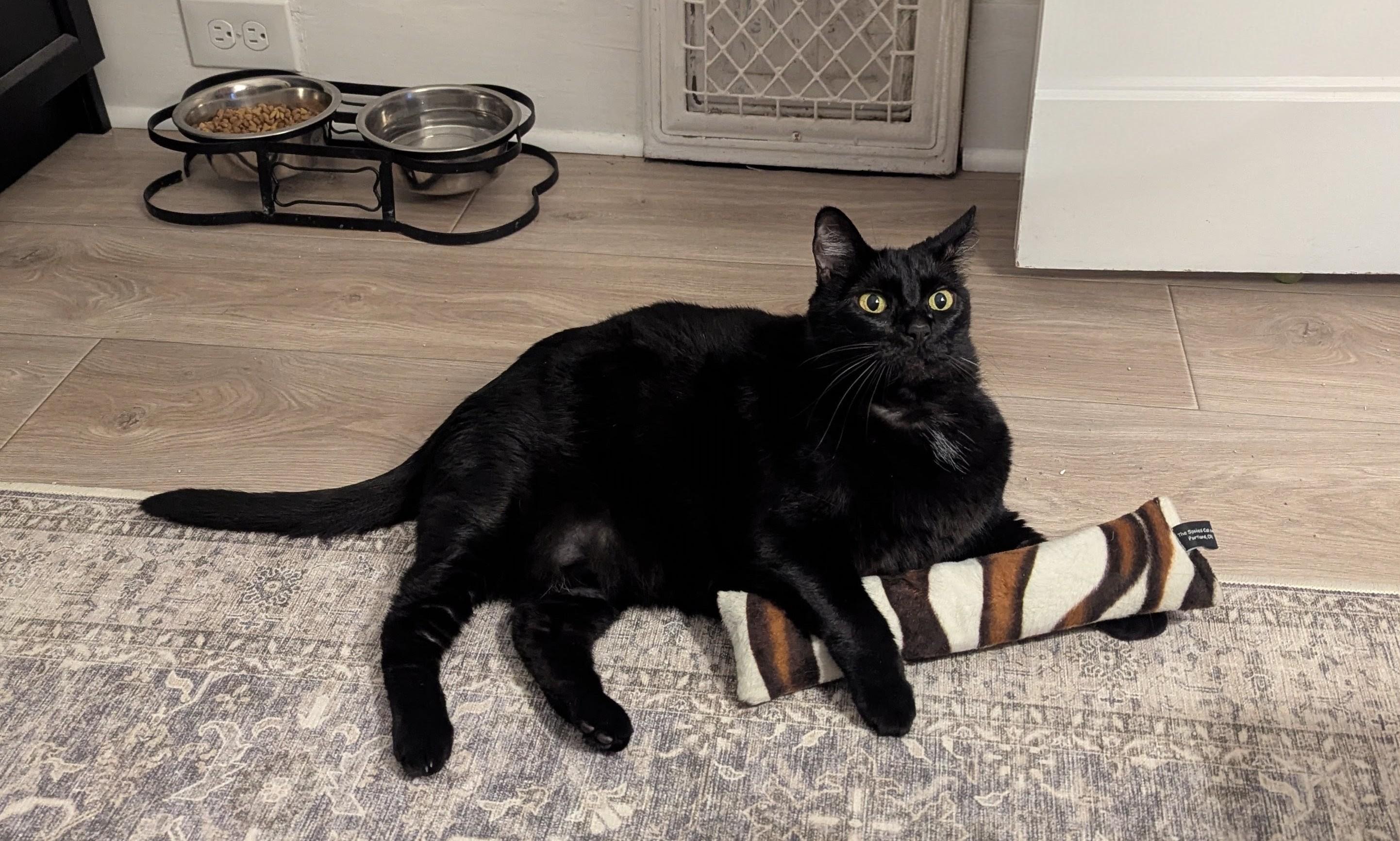 Enlarge Shakira, a ADOPTABLE Domestic Short Hair in Portland, OR image 5/5