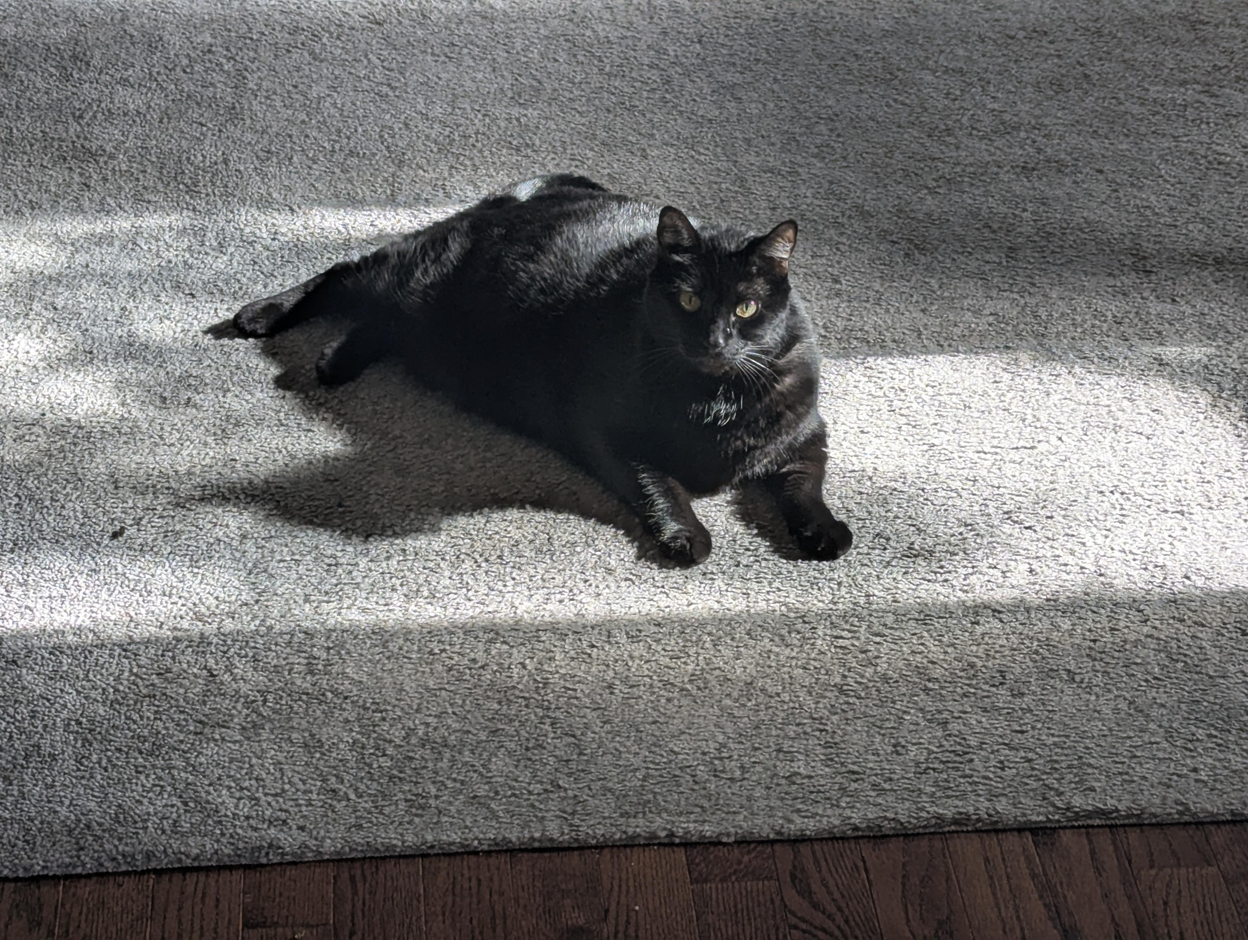 Enlarge Shakira, a ADOPTABLE Domestic Short Hair in Portland, OR image 3/5