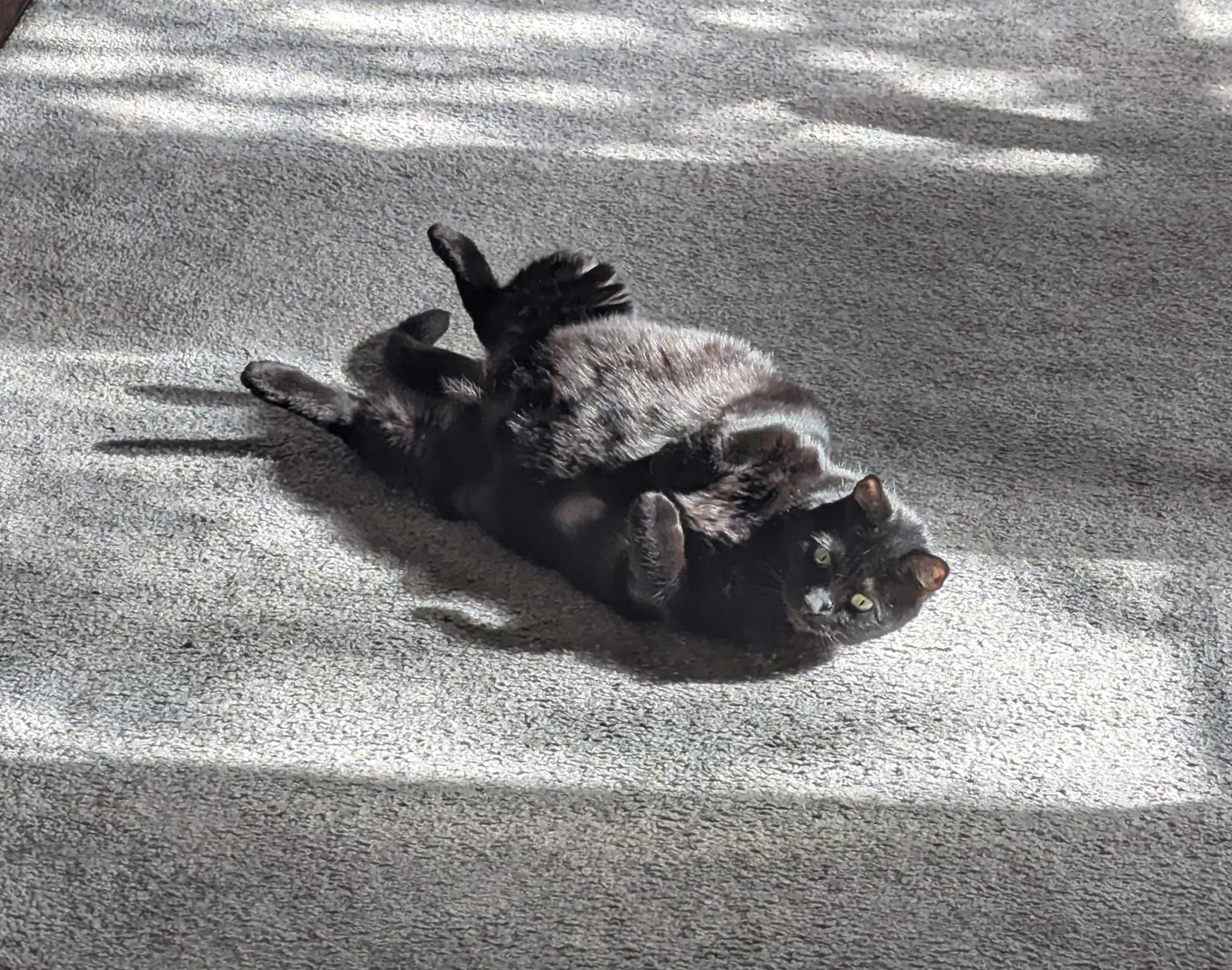 Enlarge Shakira, a ADOPTABLE Domestic Short Hair in Portland, OR image 4/5