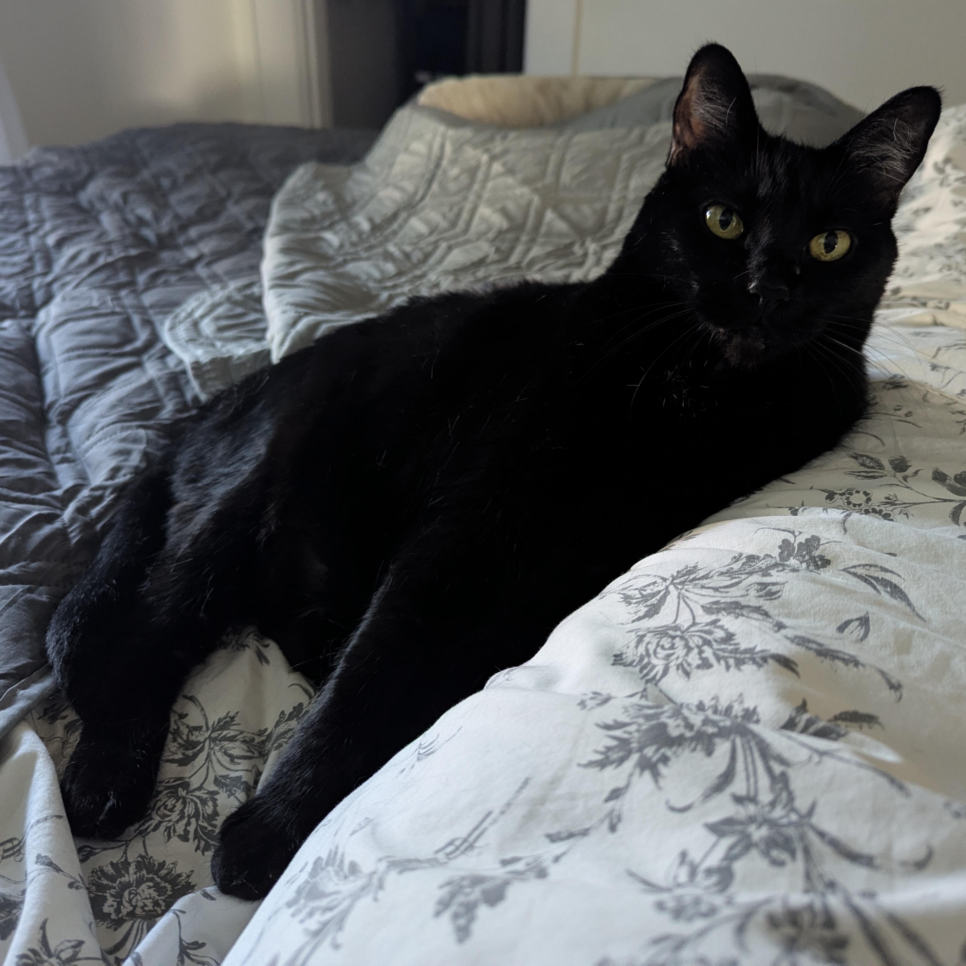 Shakira, ADOPTABLE, Senior Female Domestic Short Hair.