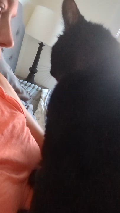 Enlarge Shakira, a ADOPTABLE Domestic Short Hair in Portland, OR video 2/5