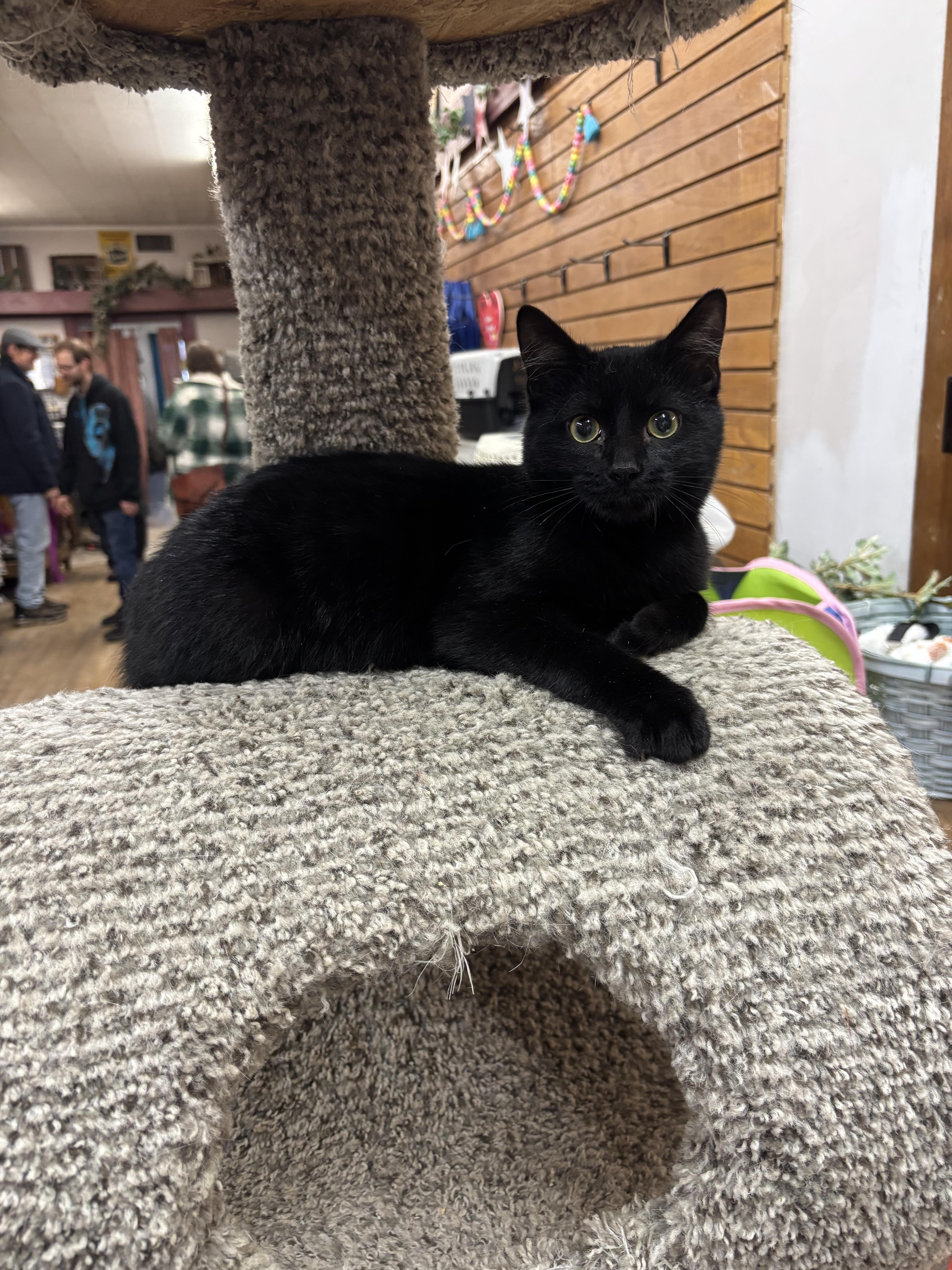 Enlarge Tito, a ADOPTABLE Domestic Short Hair in Coldwater, MI image 1/2