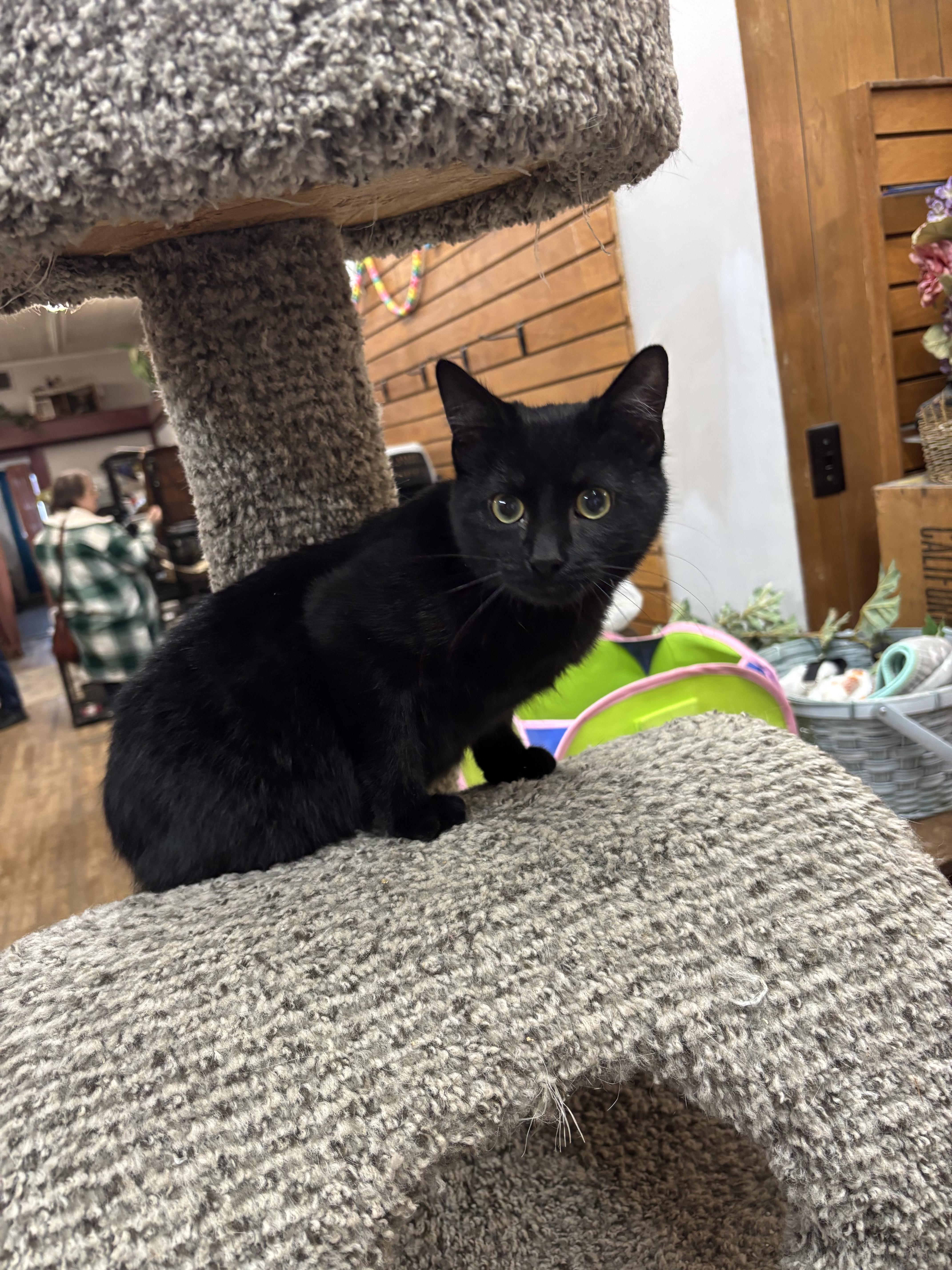 Enlarge Tito, a ADOPTABLE Domestic Short Hair in Coldwater, MI image 2/2