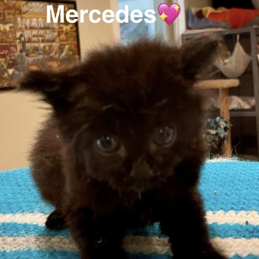 Mercedes