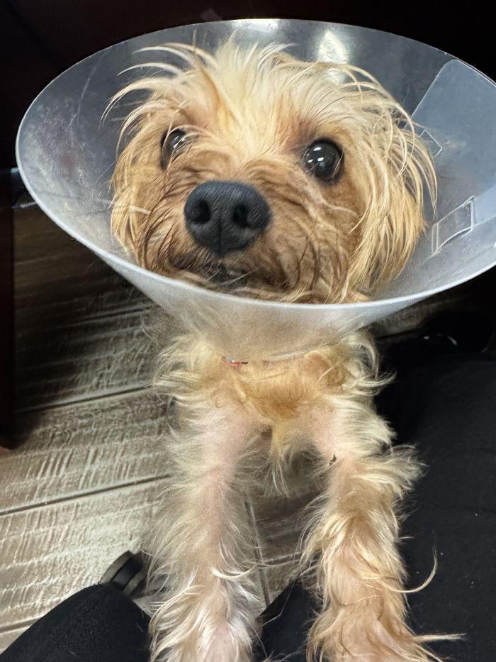 Charles, Adopted, Adult Male Yorkshire Terrier.