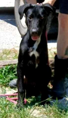 zorro
