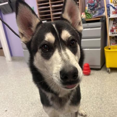 Gen, Adoptable, Young Male Siberian Husky.