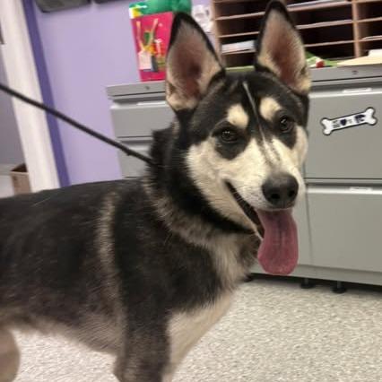 Enlarge Gen, a Adoptable Siberian Husky in Manhattan, KS image 2/2