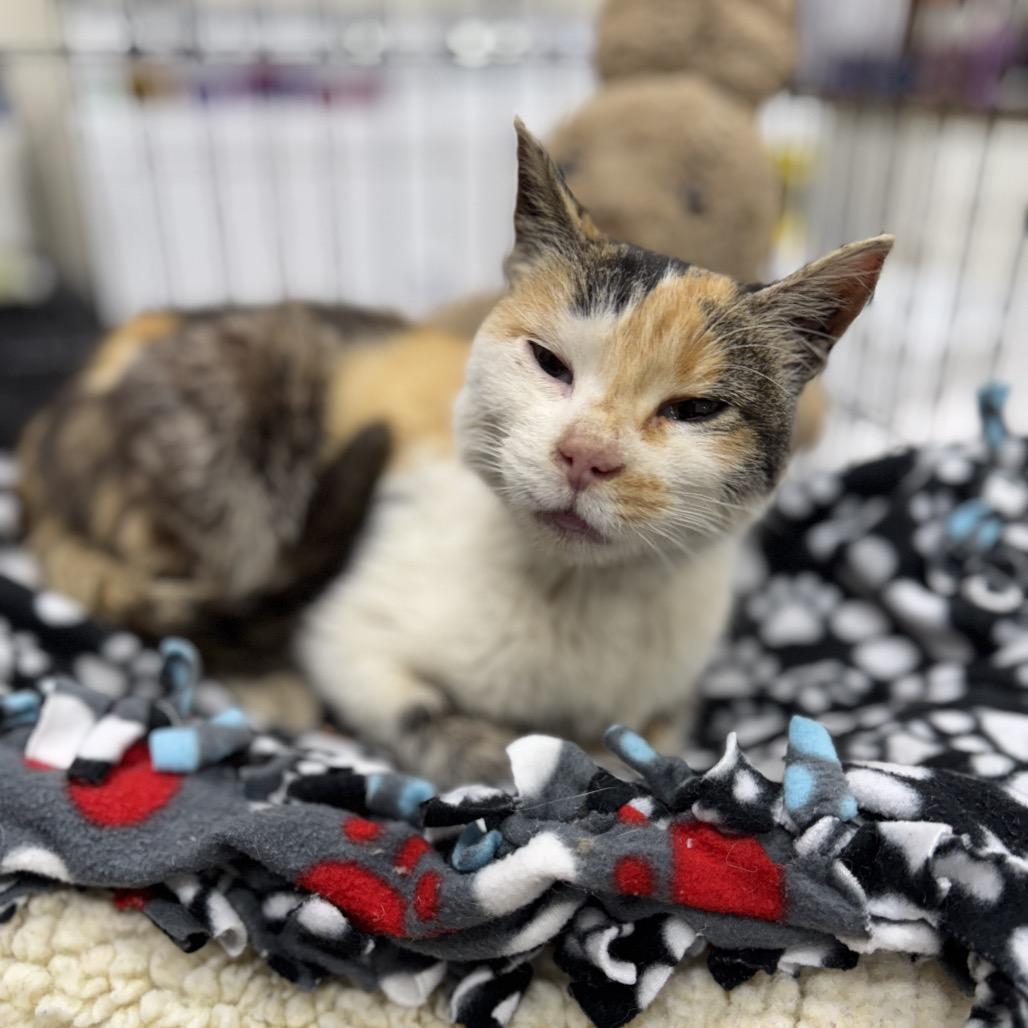 Josephine, Adoptable, Adult Female Domestic Short Hair.