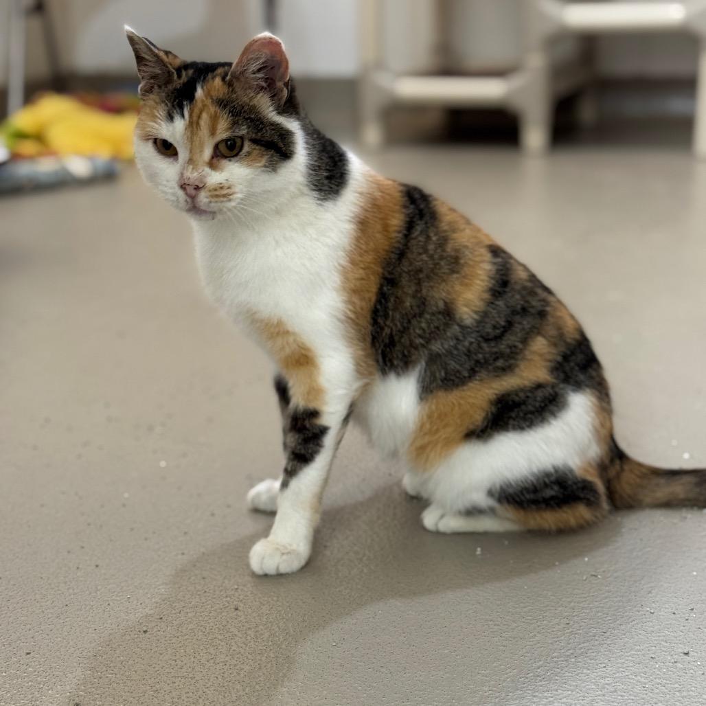 Enlarge Josephine, a Adoptable Domestic Short Hair in Redwood Falls, MN image 2/3