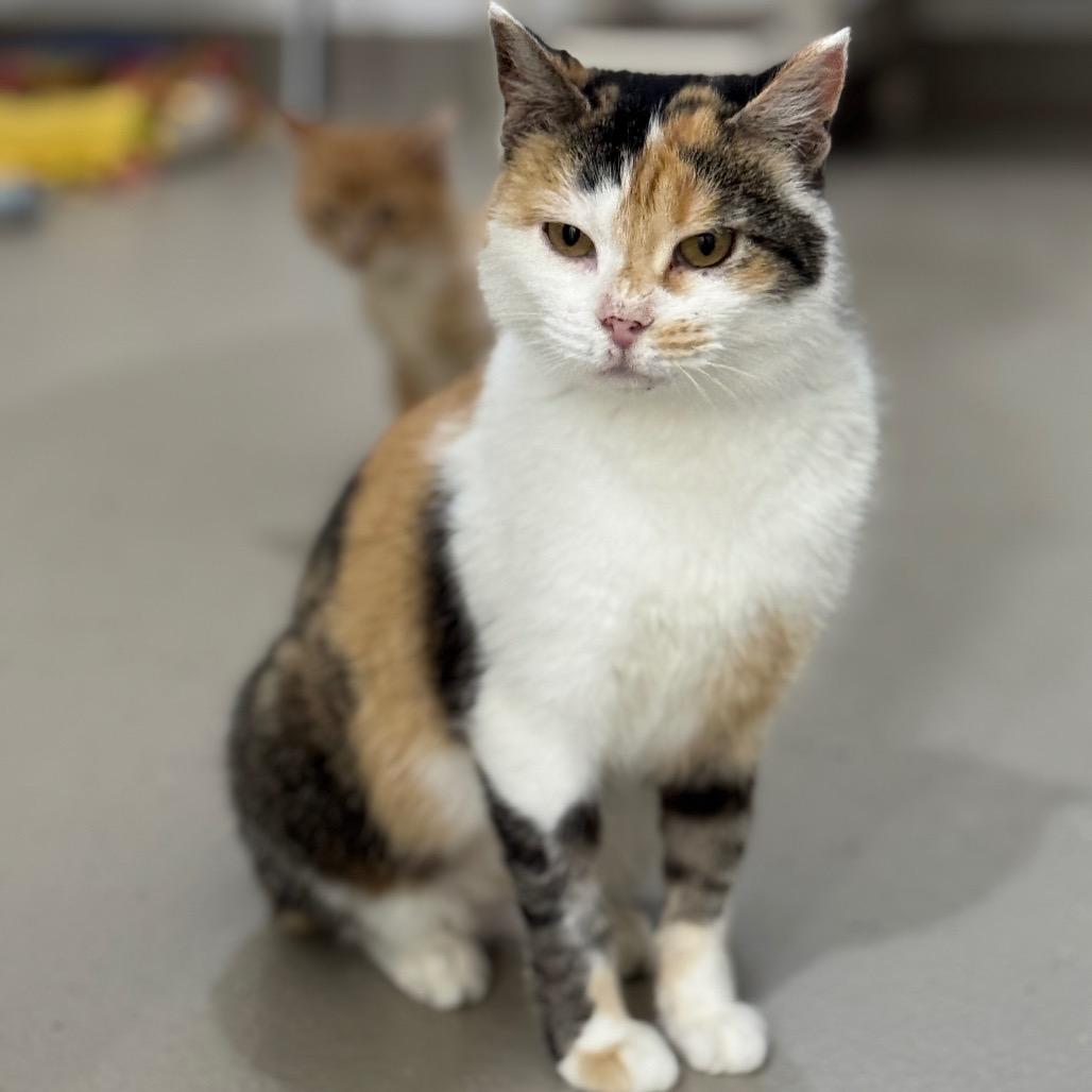 Enlarge Josephine, a Adoptable Domestic Short Hair in Redwood Falls, MN image 3/3