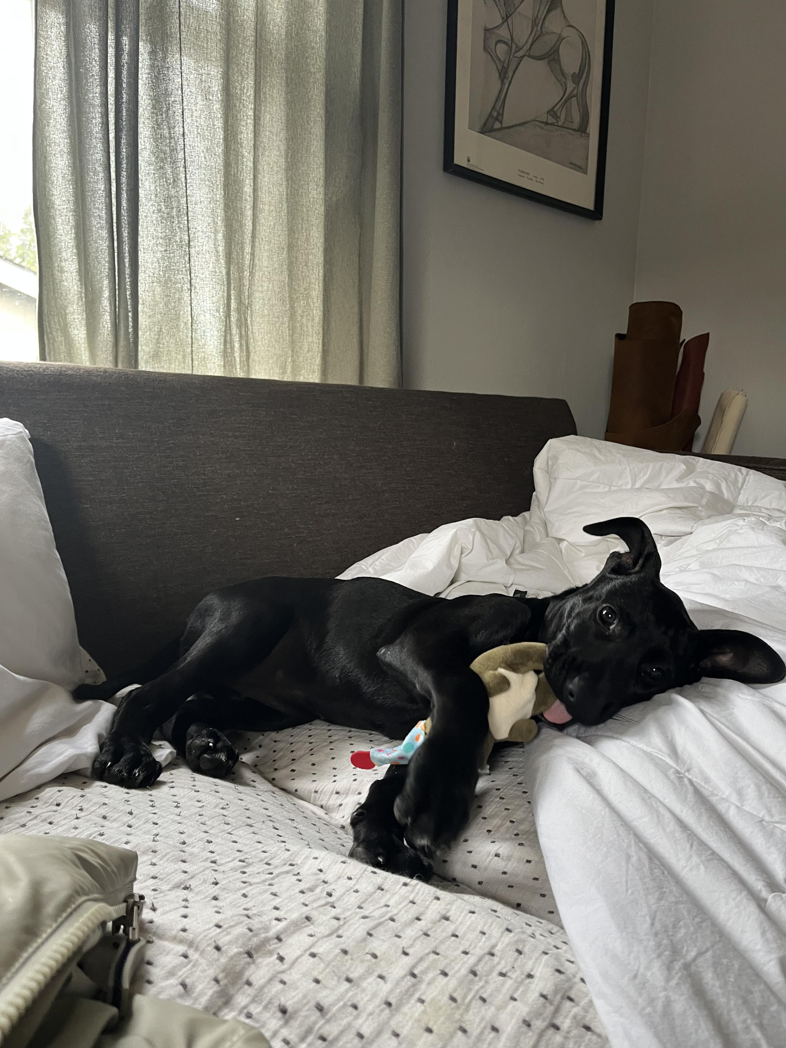 Enlarge Squeaks, a ADOPTABLE mixed breed in Milwaukie, OR image 2/3