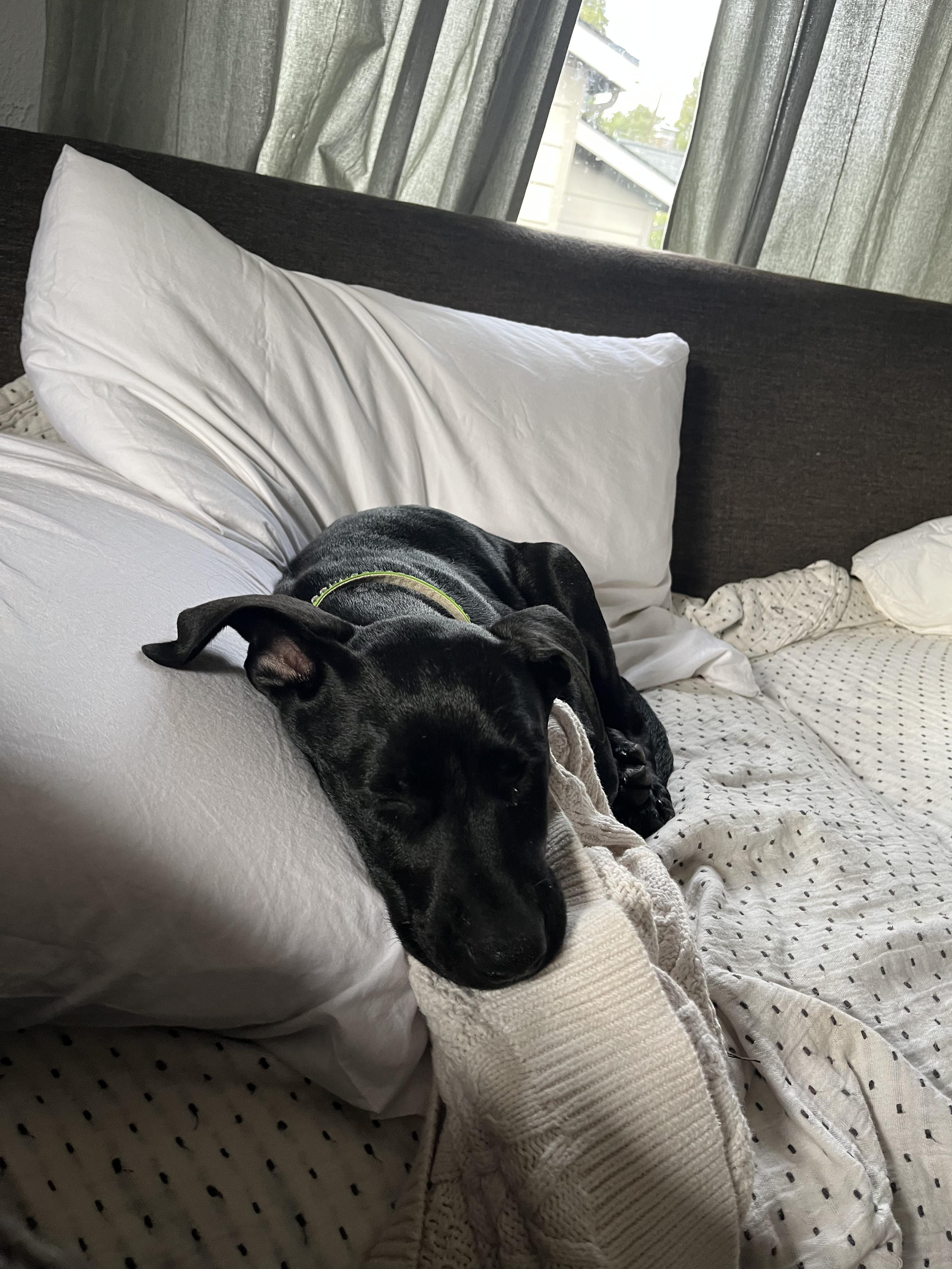 Enlarge Squeaks, a ADOPTABLE mixed breed in Milwaukie, OR image 3/3