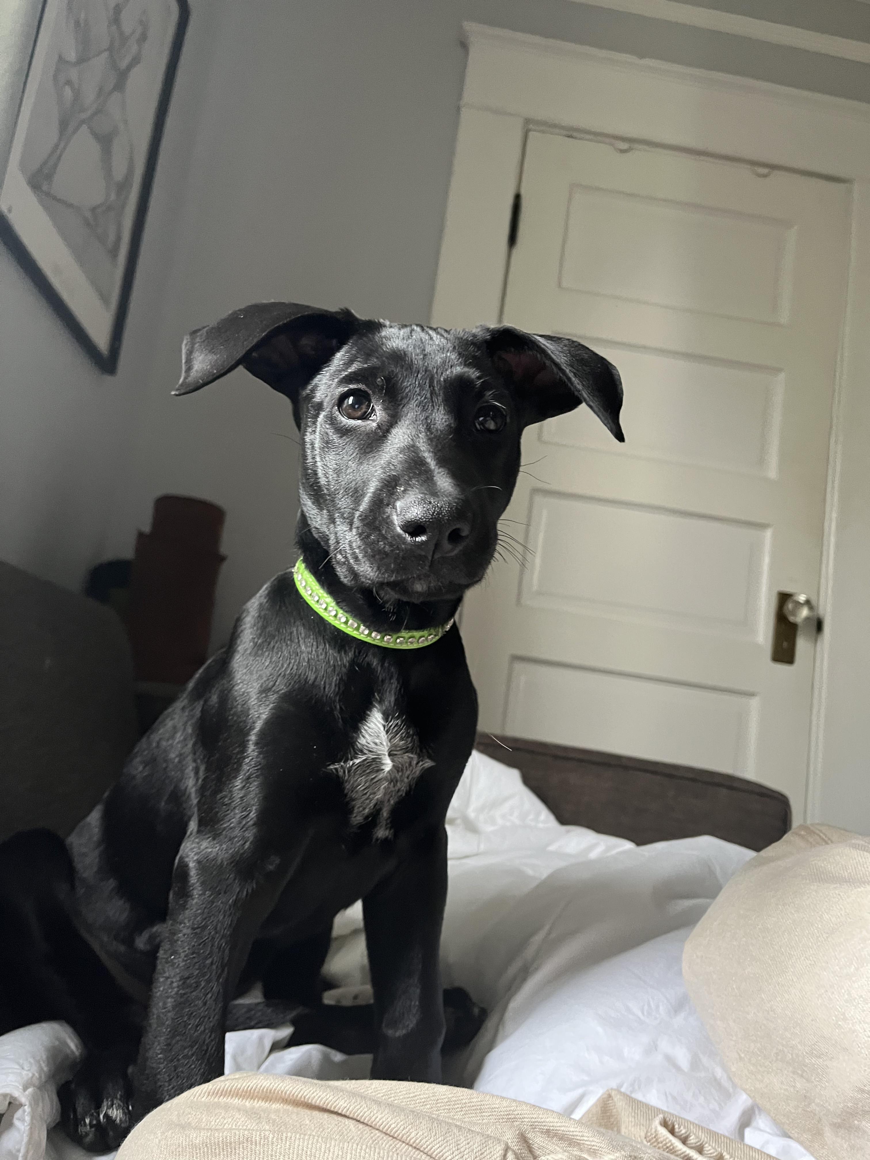 Squeaks, ADOPTABLE, Puppy Female Labrador Retriever & Mixed Breed.