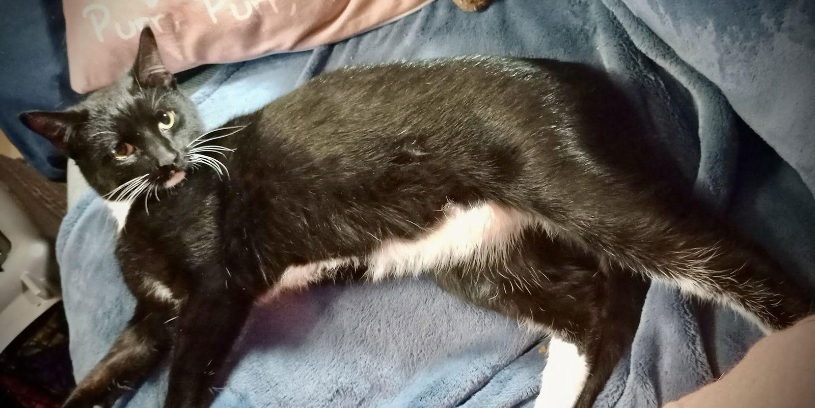 Chandler (Tux Male), Adoptable, Adult Male Tuxedo & Domestic Short Hair.