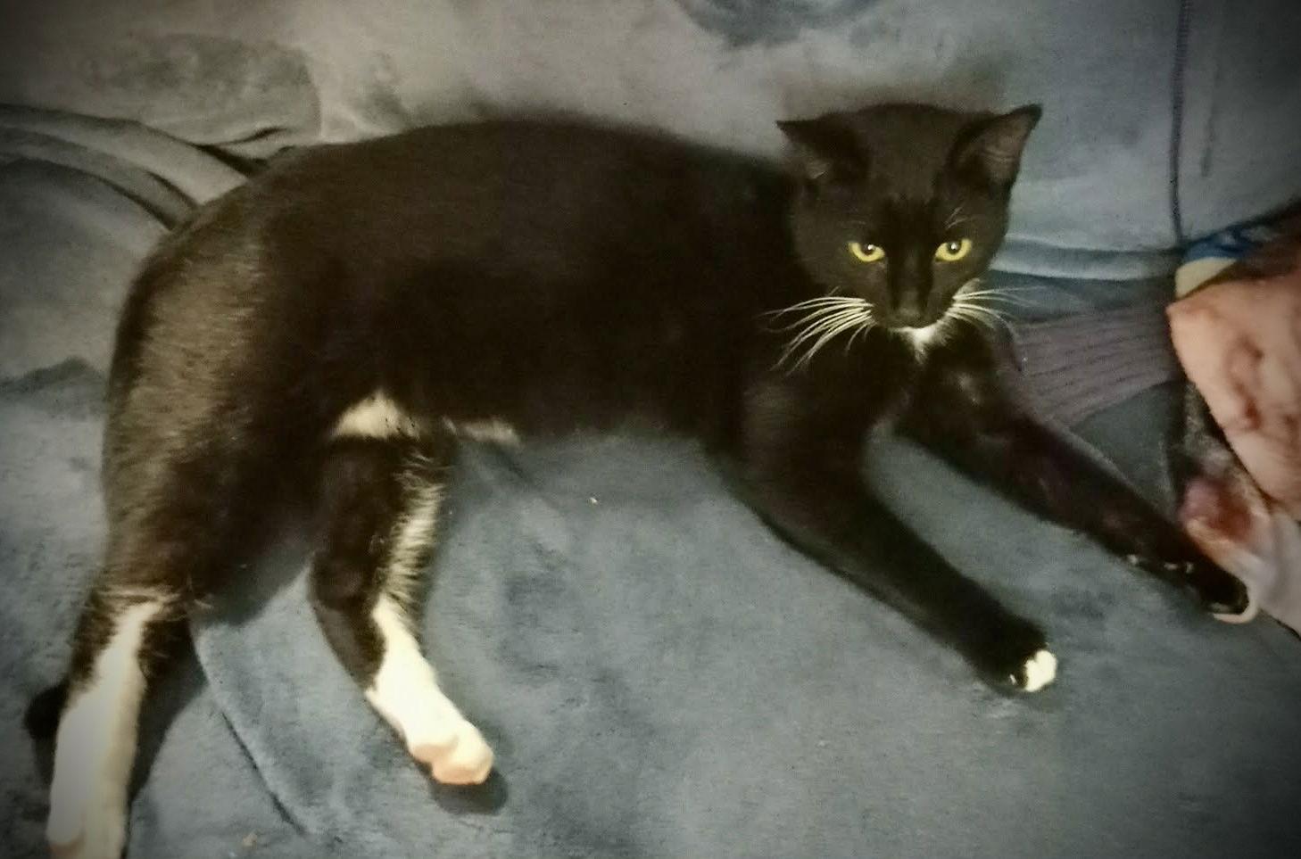 Chandler (Tux Male), a Adoptable mixed breed in Piedmont, MO image 2/3