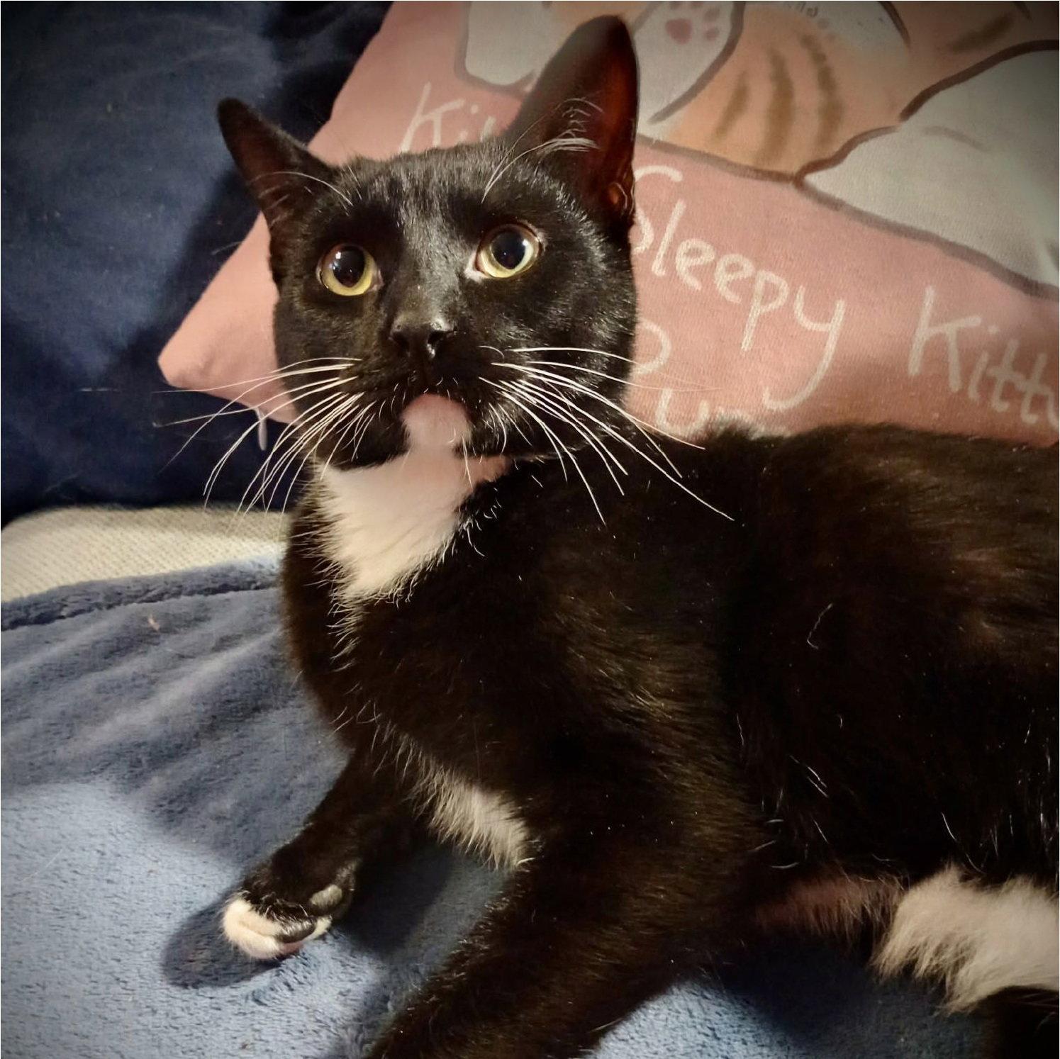 Enlarge Chandler (Tux Male), a Adoptable mixed breed in Piedmont, MO image 1/3