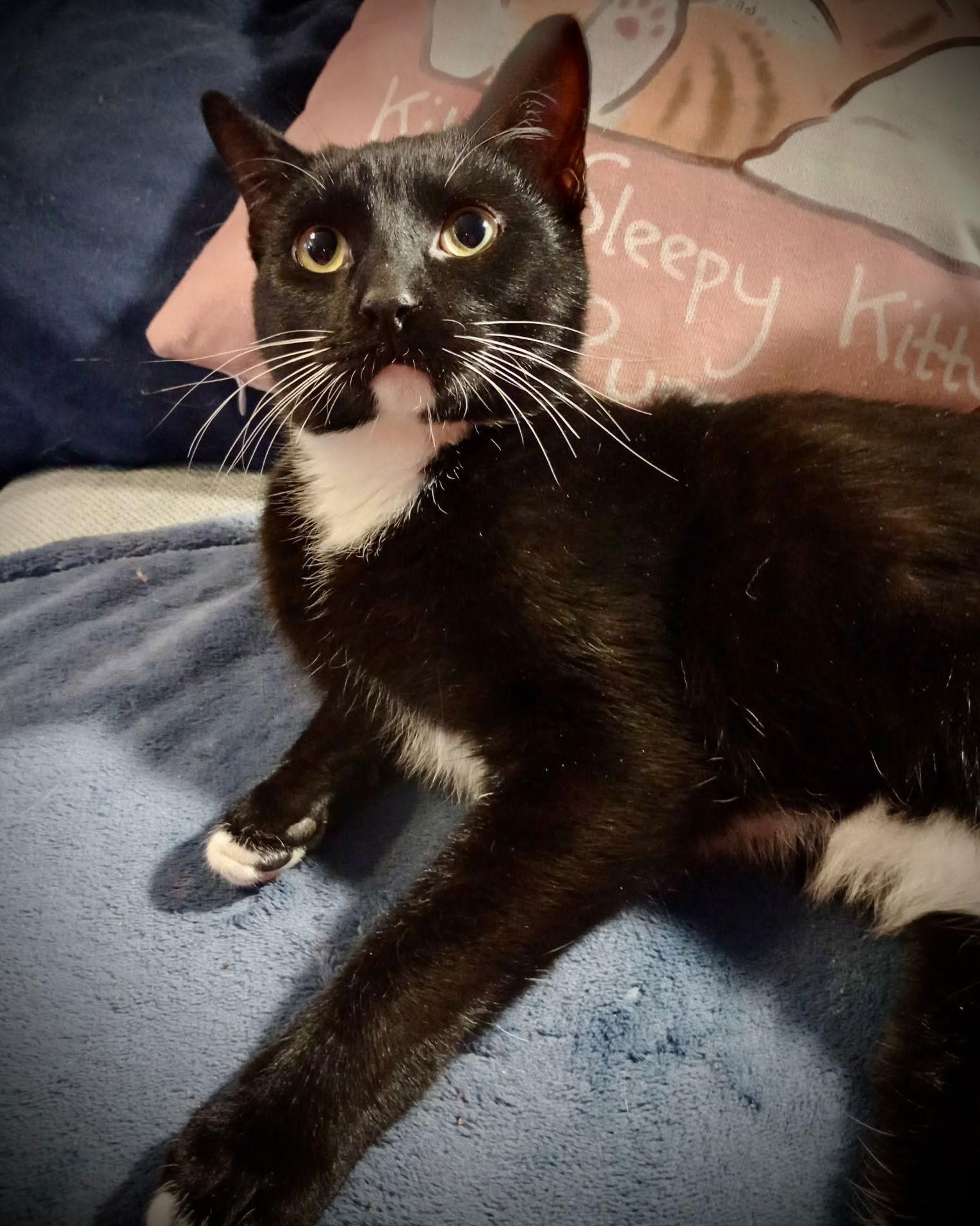 Chandler (Tux Male), a Adoptable mixed breed in Piedmont, MO image 3/3