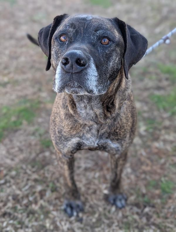 Enlarge Car Jacker, a Adoptable mixed breed in Richmond, VA image 1/1