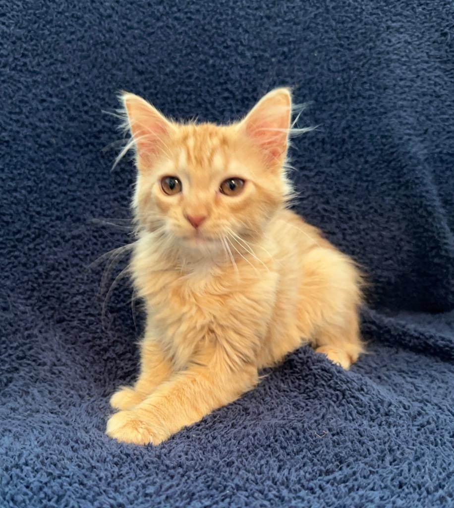 Cheewee, Baby Female unknown