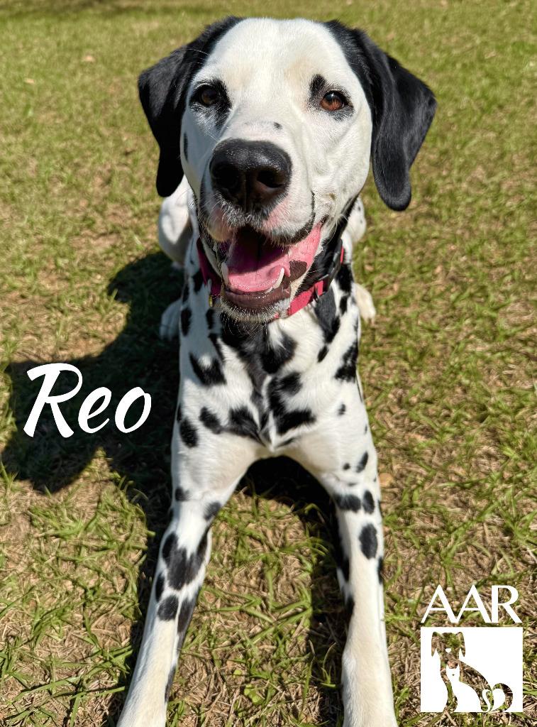 Reo, a Adoptable Dalmatian in Magnolia, TX image 1/6