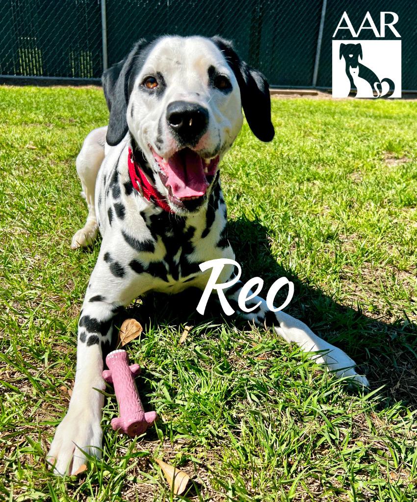 Reo, a Adoptable Dalmatian in Magnolia, TX image 2/6