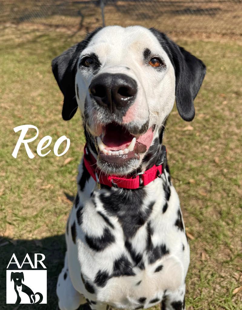 Reo, a Adoptable Dalmatian in Magnolia, TX image 3/6
