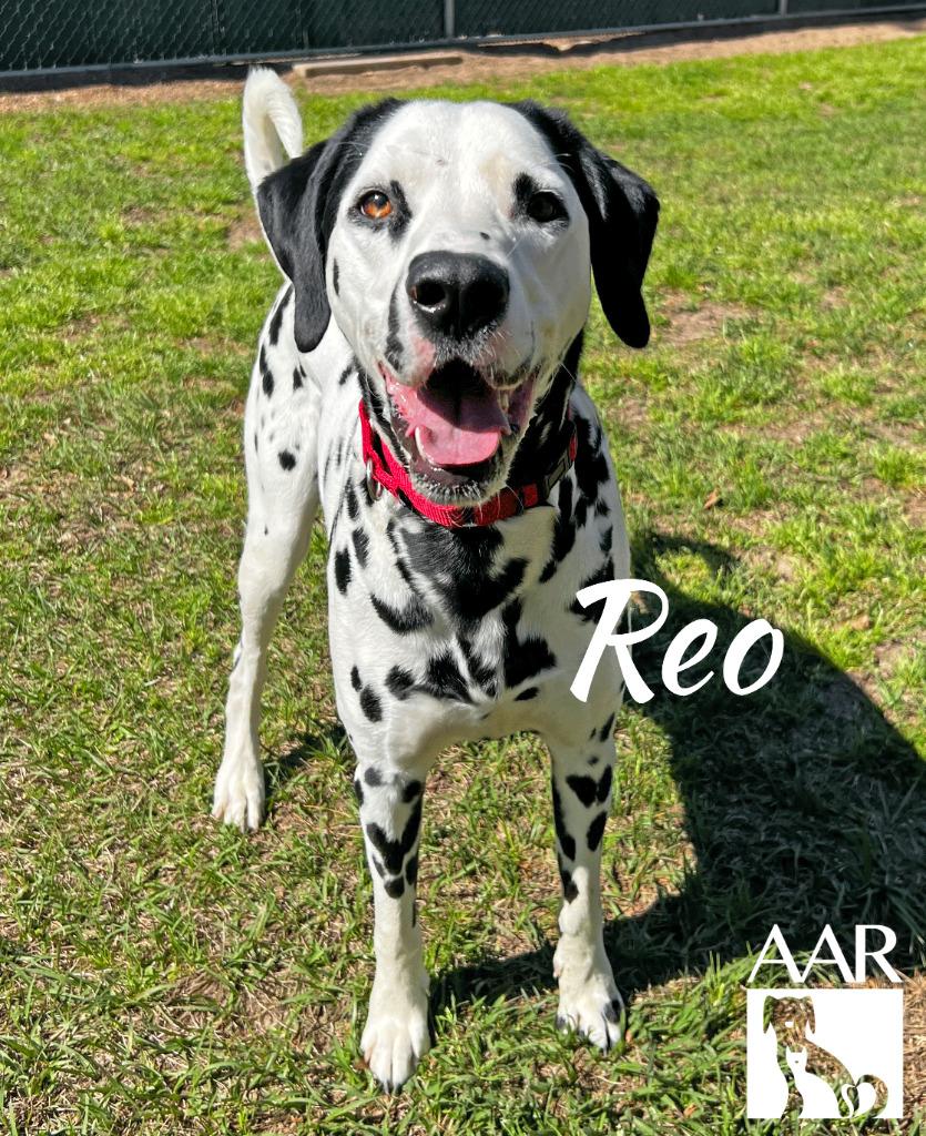 Reo, a Adoptable Dalmatian in Magnolia, TX image 4/6