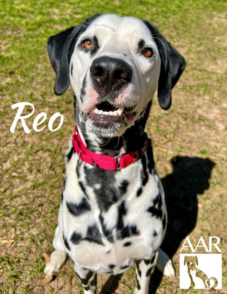 Reo, a Adoptable Dalmatian in Magnolia, TX image 5/6