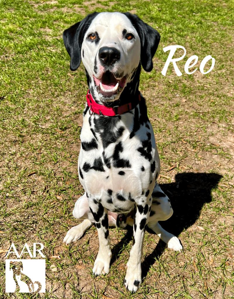 Reo, a Adoptable Dalmatian in Magnolia, TX image 6/6