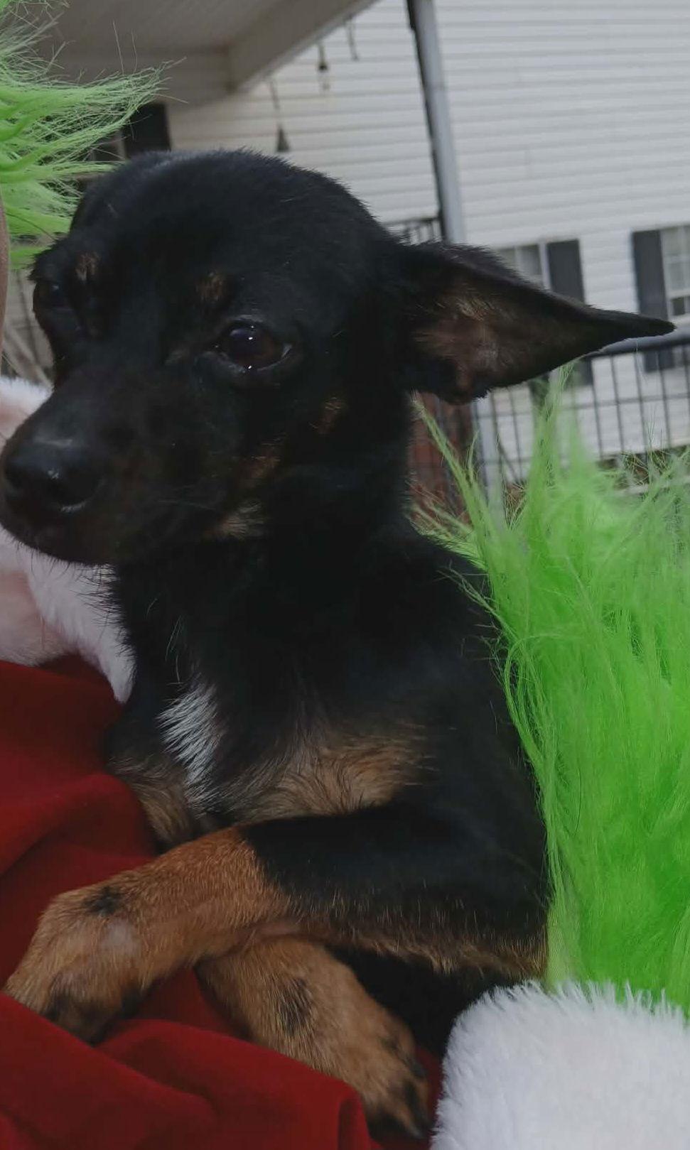 Jem, Adopted, Young Female Chihuahua.