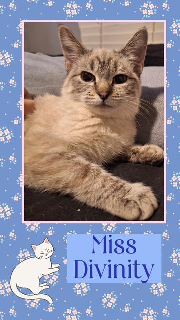 Enlarge Divinity, an adopted Domestic Short Hair in Kearney, NE image 1/2