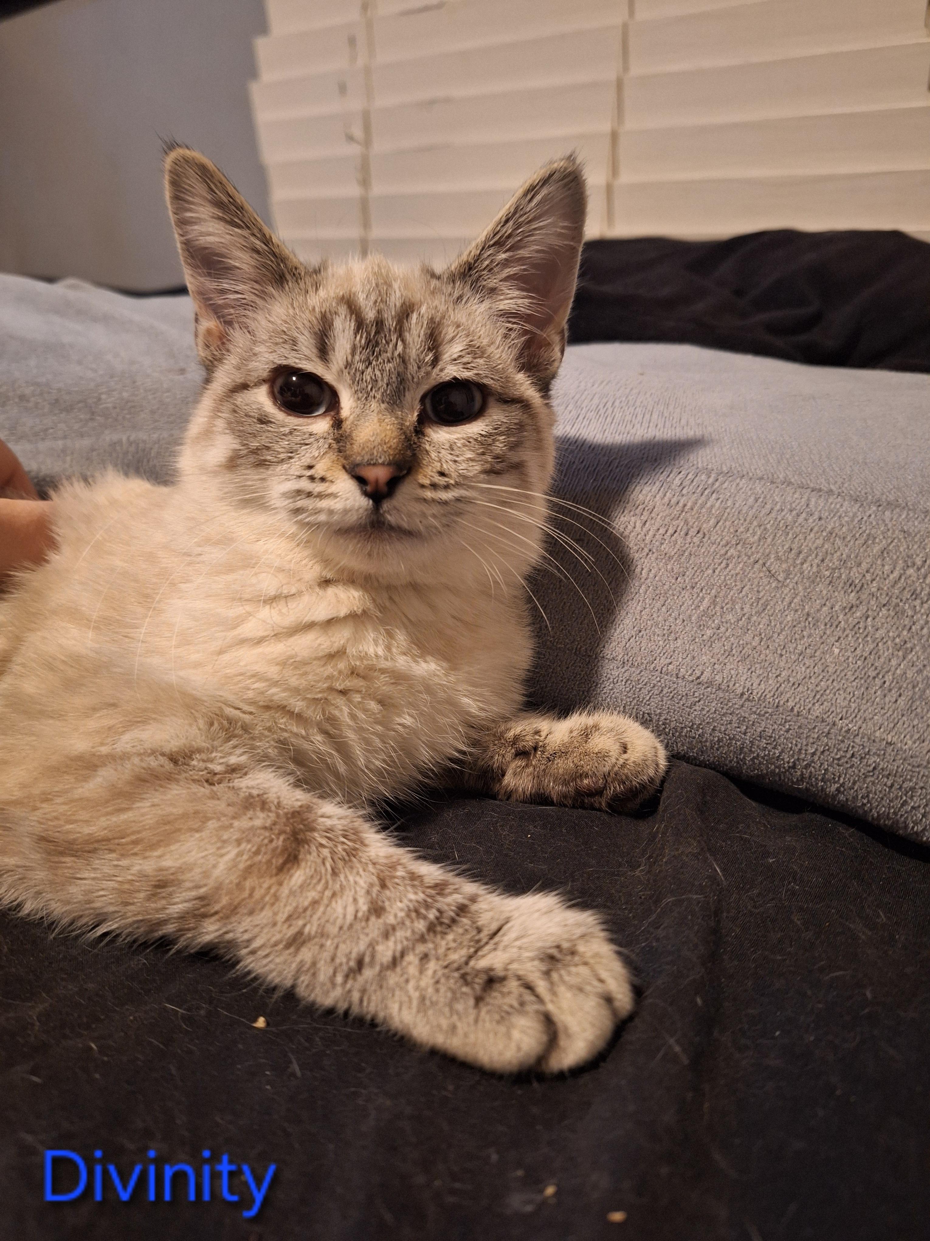 Enlarge Divinity, an adopted Domestic Short Hair in Kearney, NE image 2/2