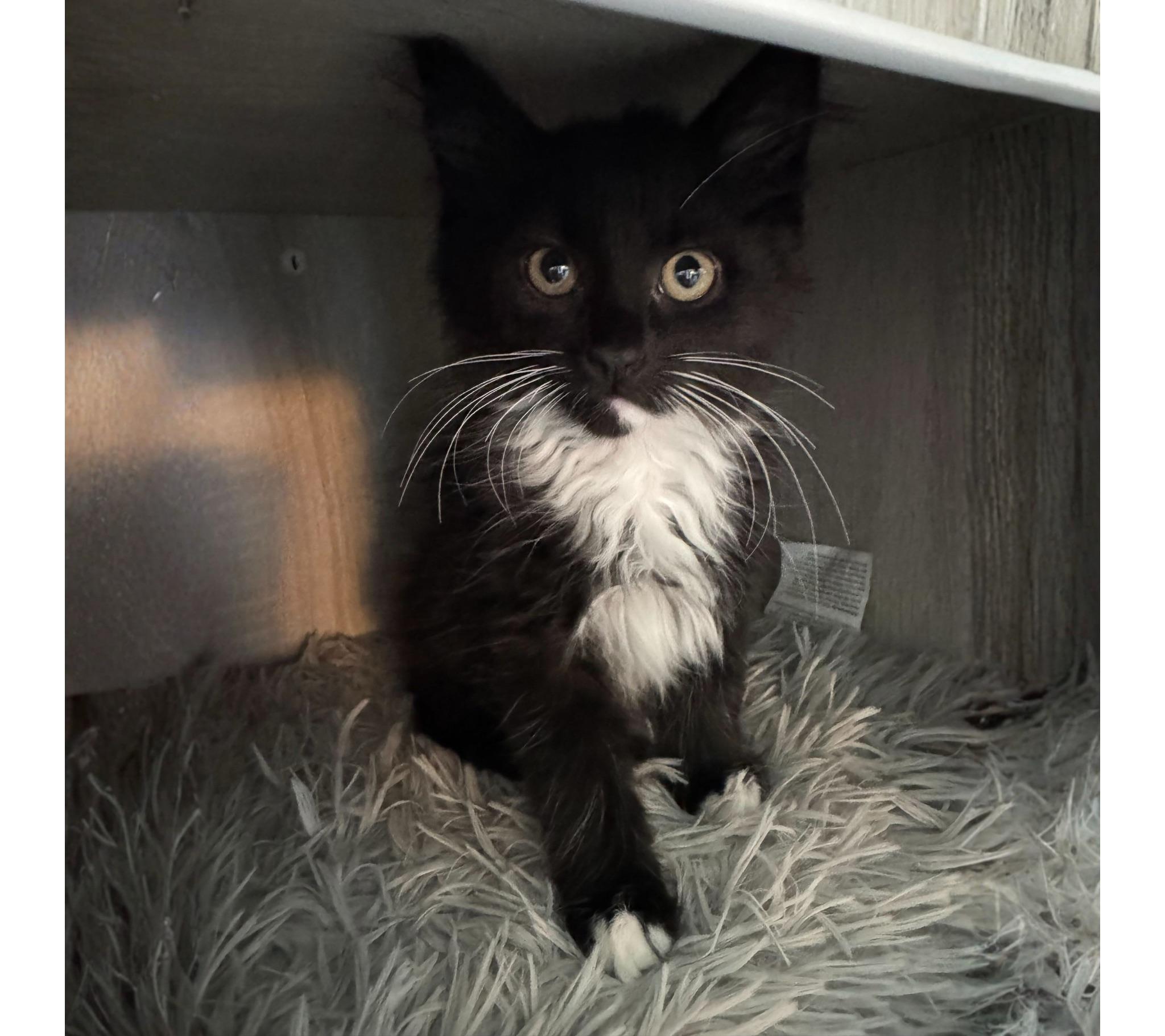 Dasher (bonded with Comet), Adoptable, Kitten Male Domestic Short Hair.