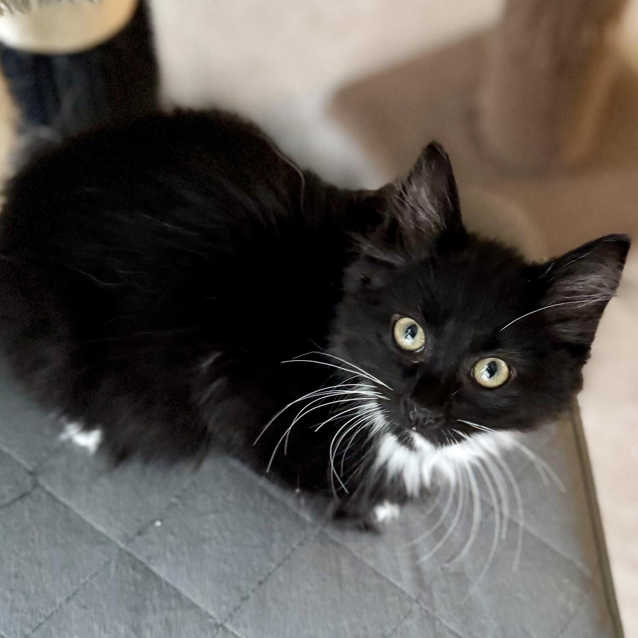 Enlarge Dasher (bonded with Comet), a Adoptable Domestic Short Hair in Wilsonville, OR image 2/4