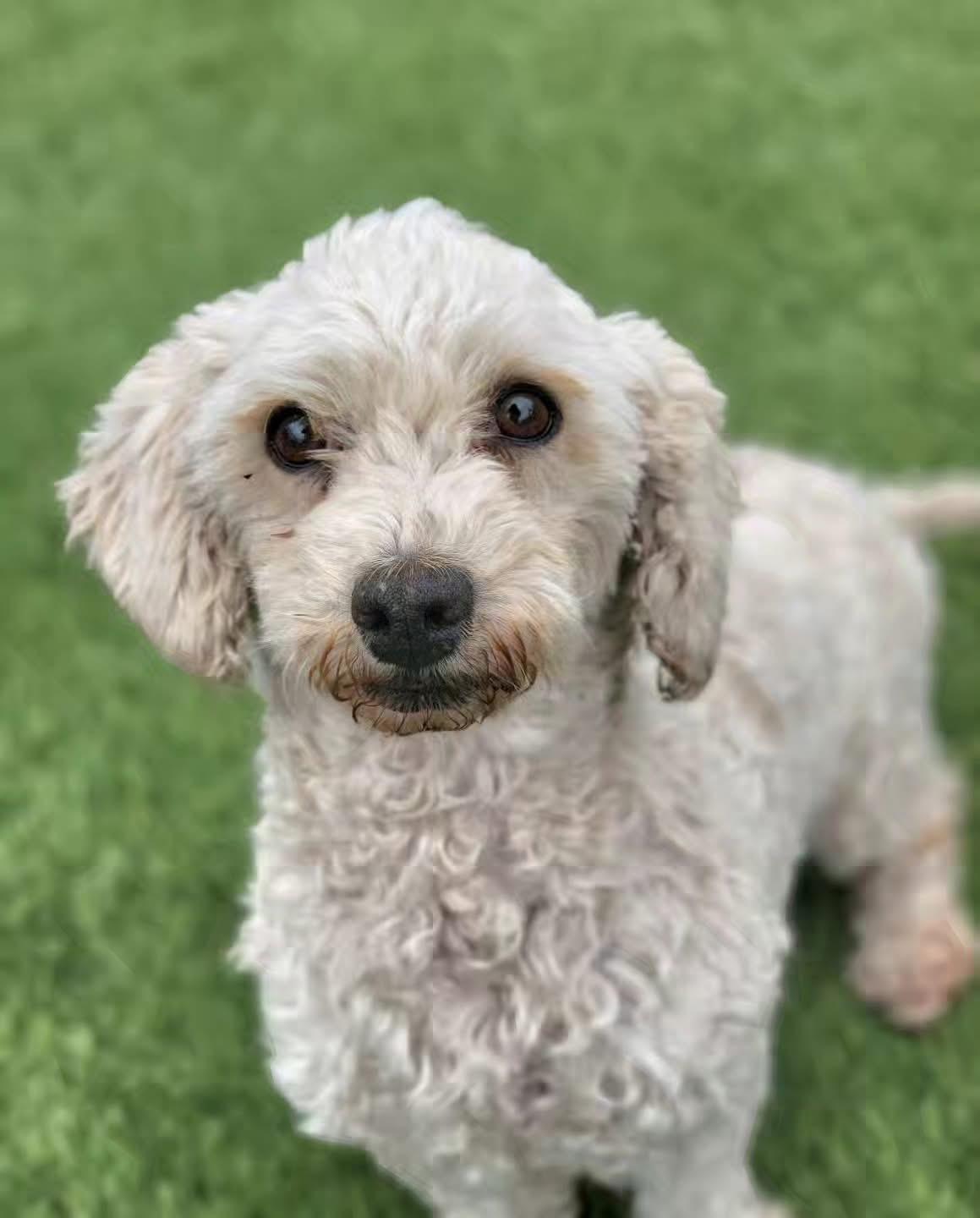 Estella Poodle Dog