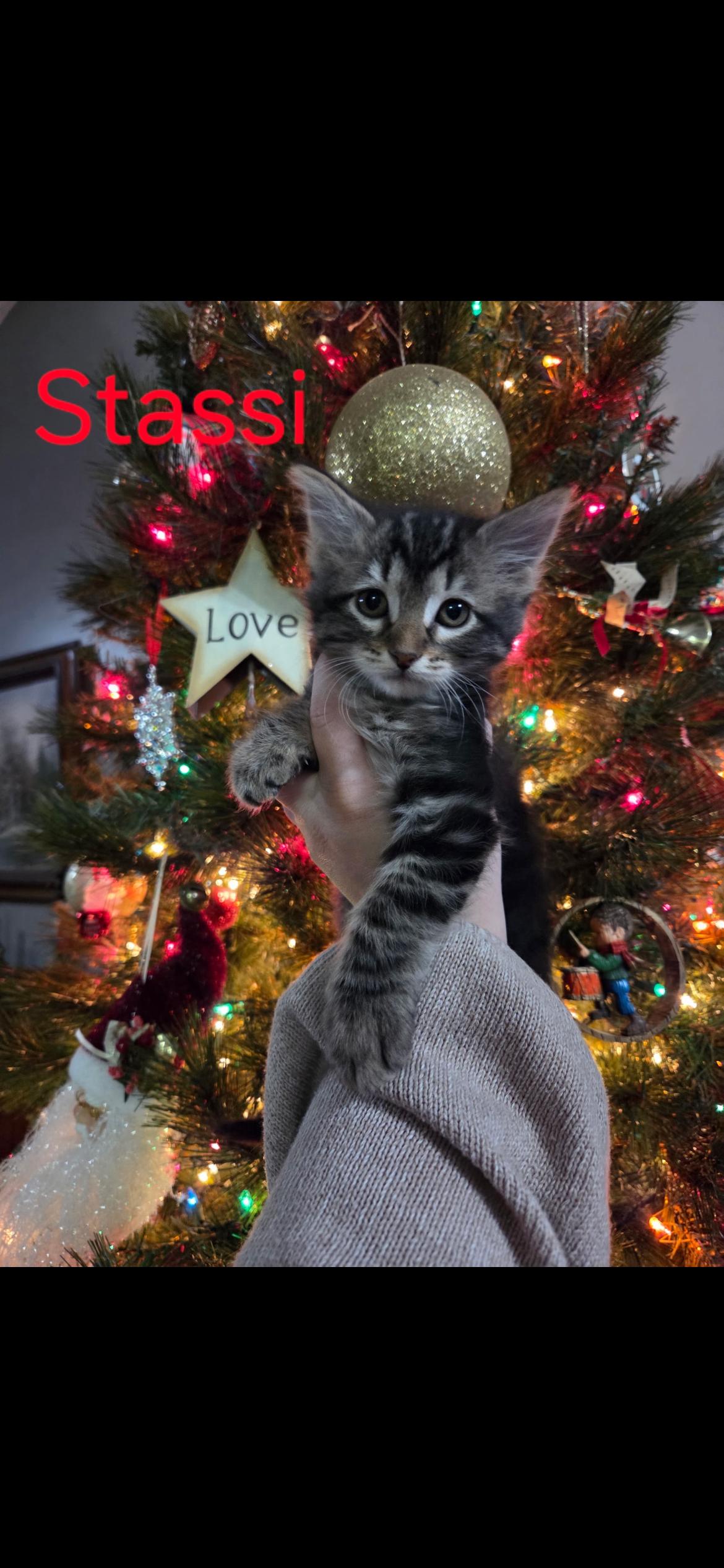 Stassi, Adoptable, Kitten Female Domestic Medium Hair & Tabby.