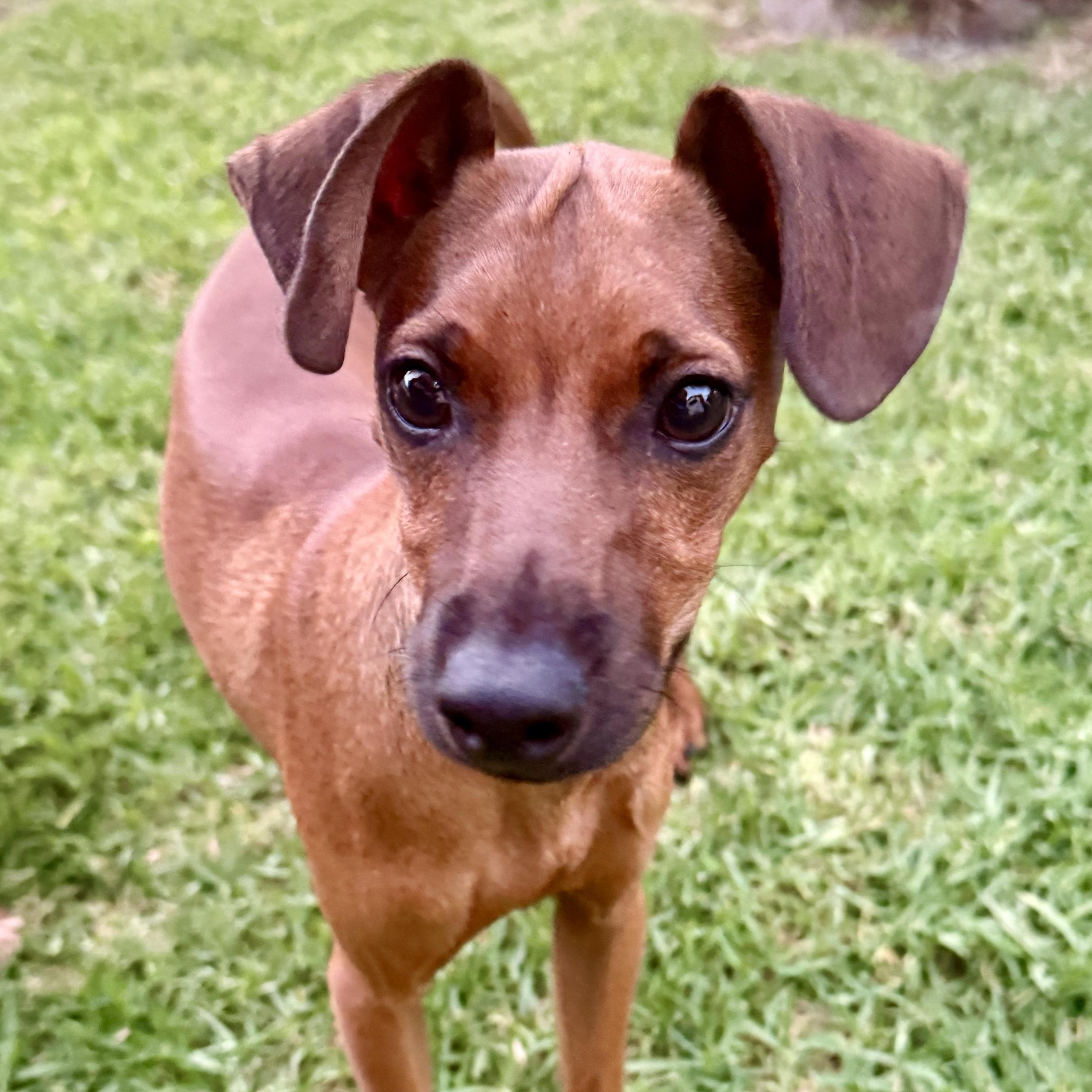 Enlarge Bobby, an adopted mixed breed in Westlake Village, CA image 3/6