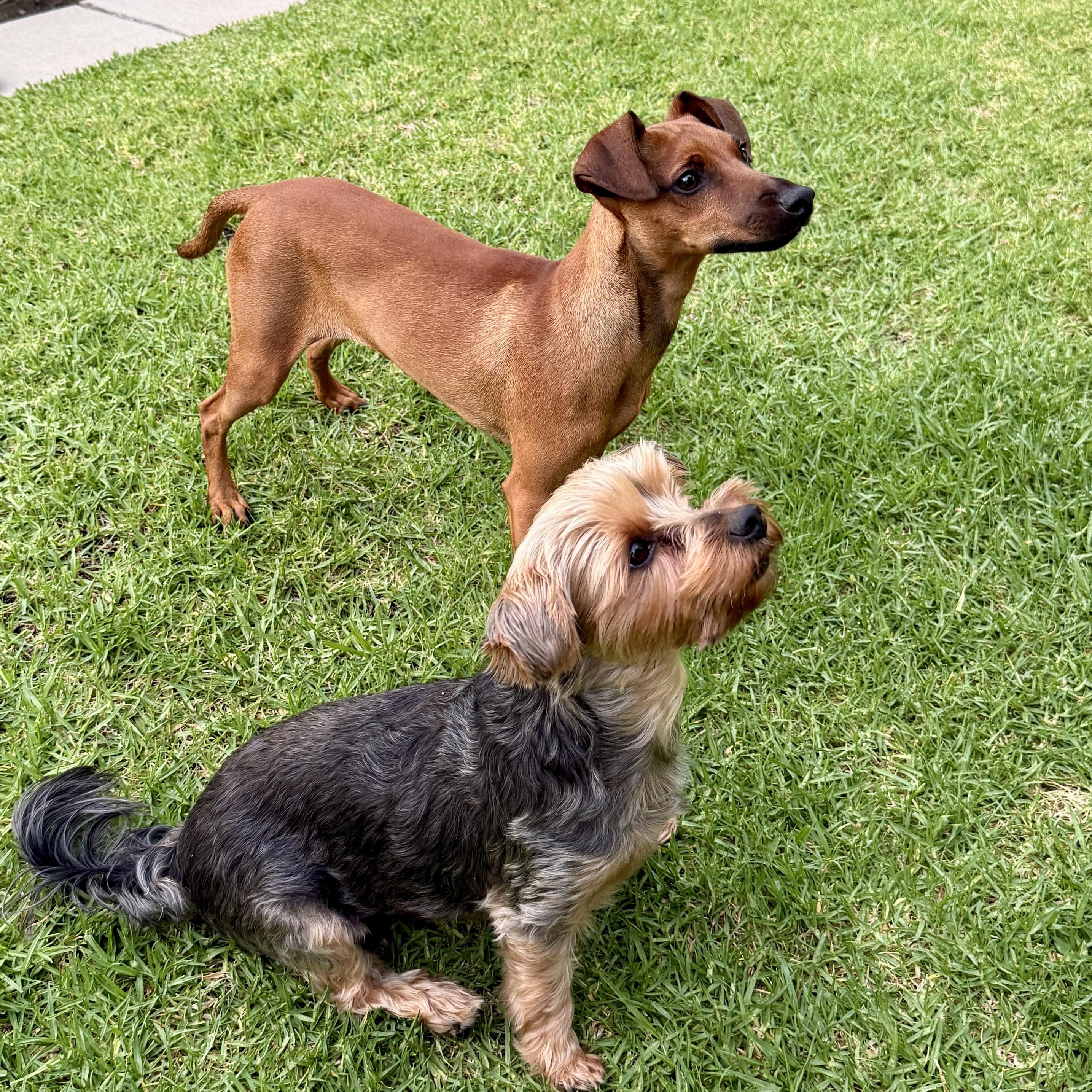 Enlarge Bobby, an adopted mixed breed in Westlake Village, CA image 6/6