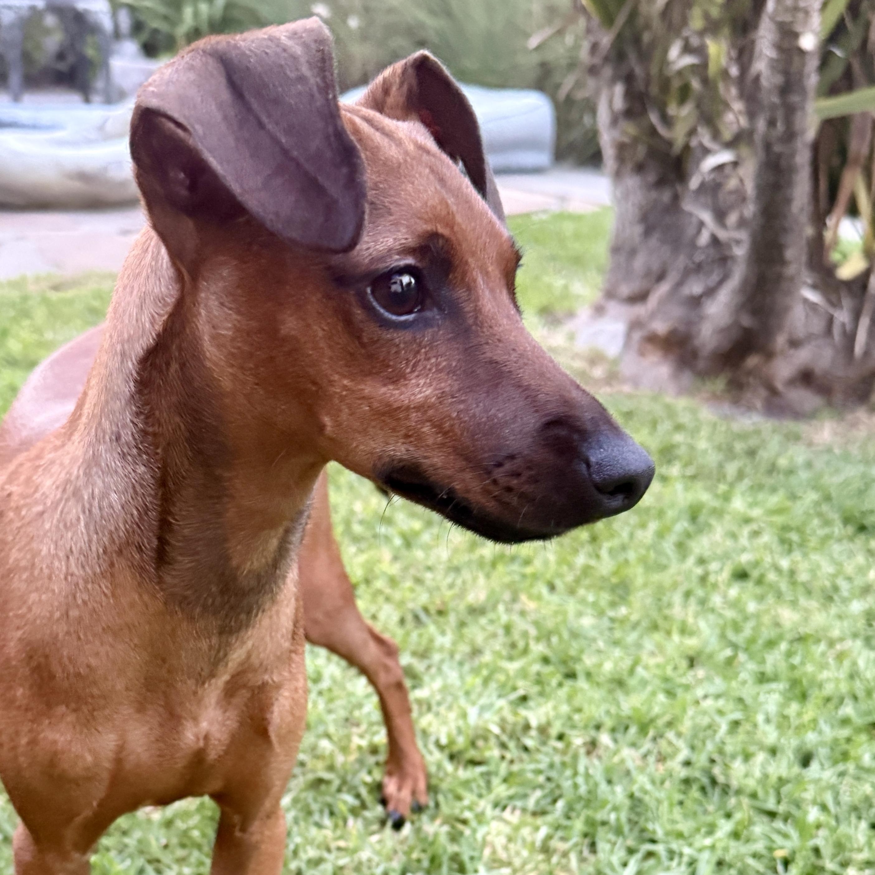Enlarge Bobby, an adopted mixed breed in Westlake Village, CA image 4/6