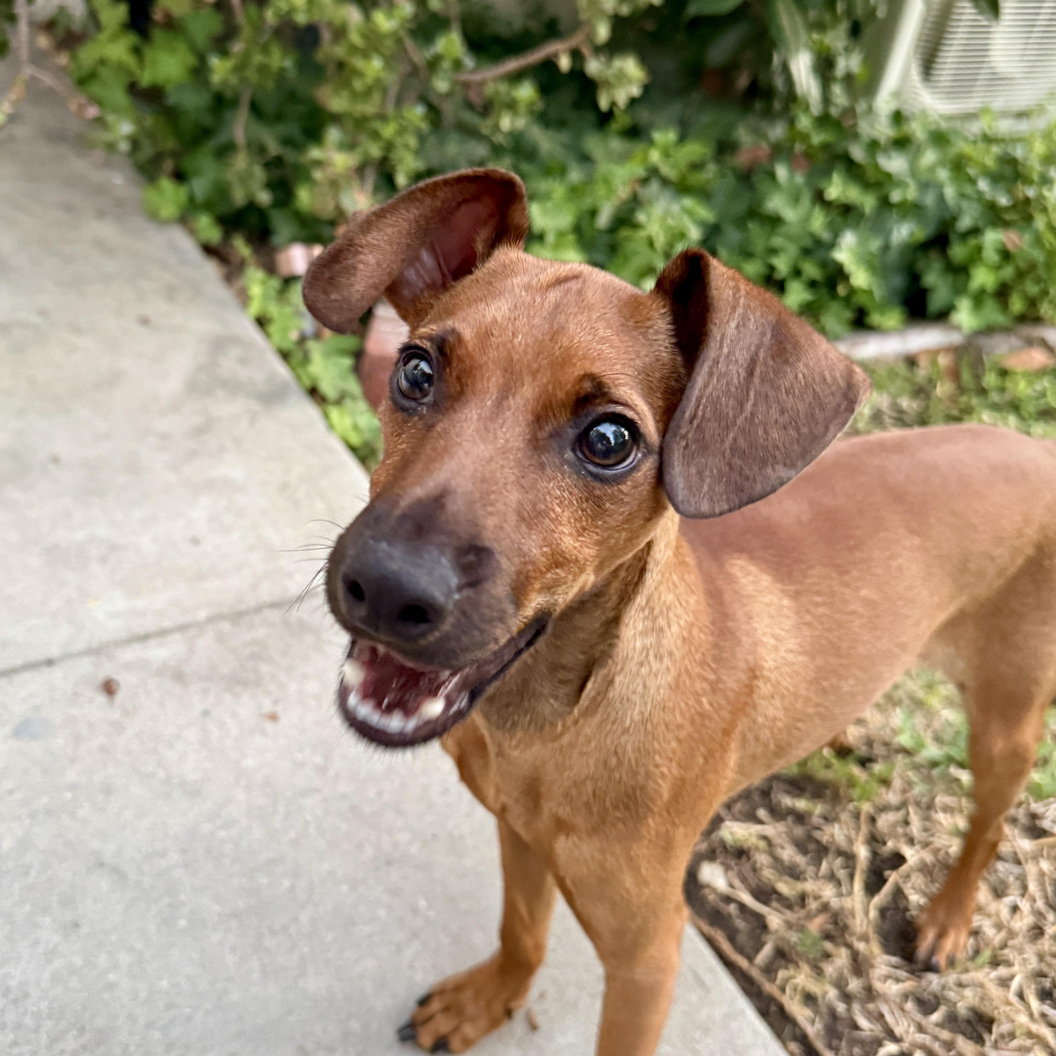 Enlarge Bobby, an adopted mixed breed in Westlake Village, CA image 2/6