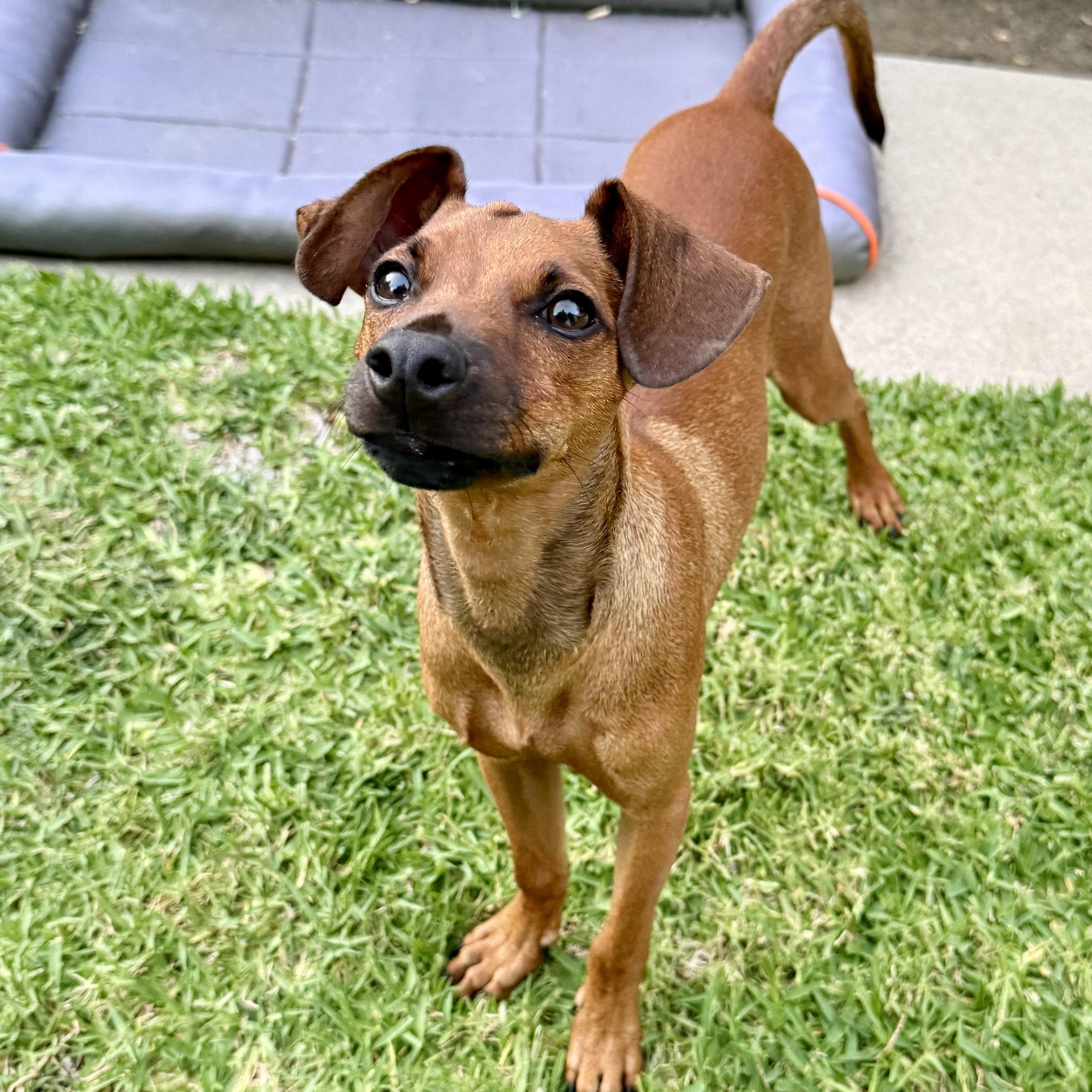 Enlarge Bobby, an adopted mixed breed in Westlake Village, CA image 1/6