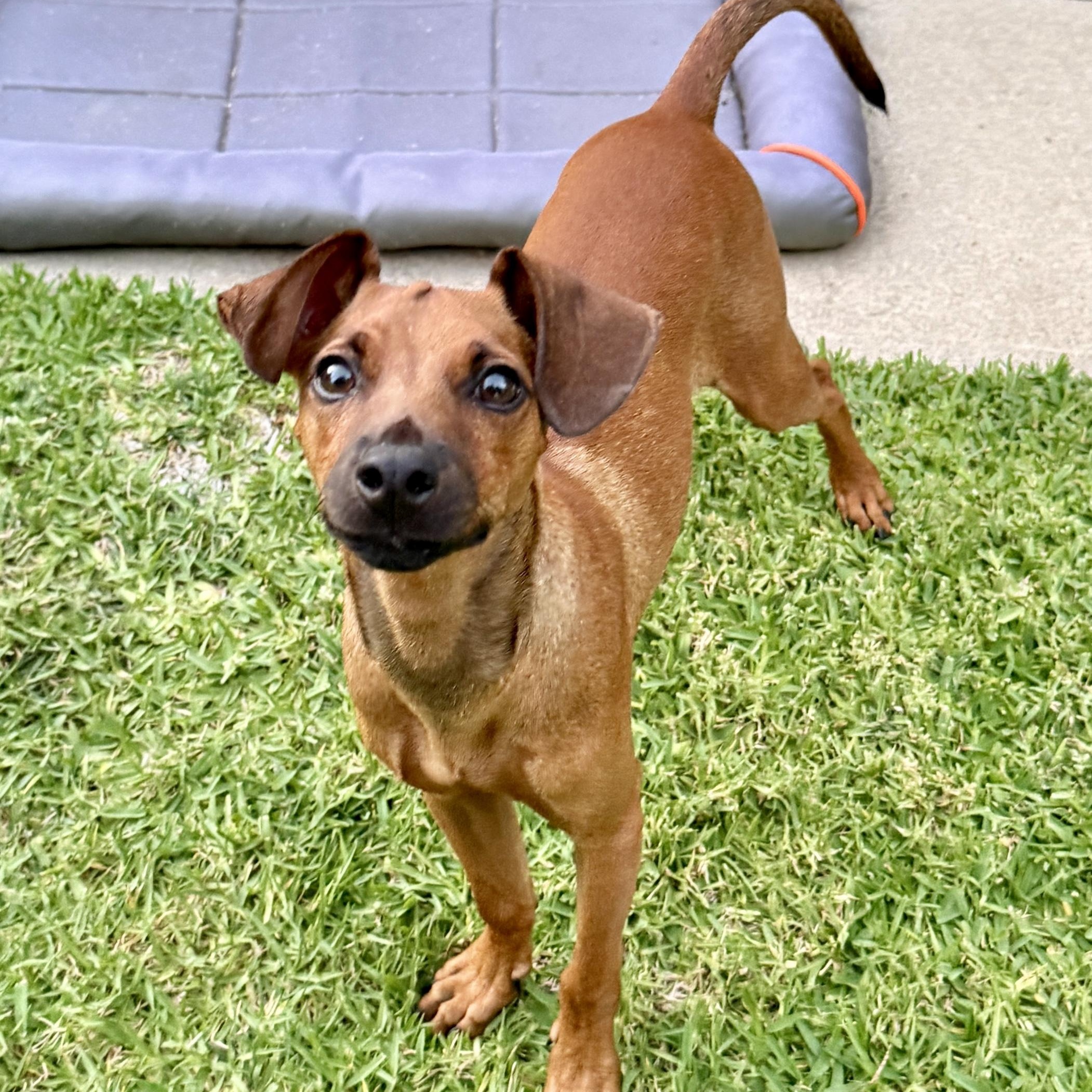 Enlarge Bobby, an adopted mixed breed in Westlake Village, CA image 5/6