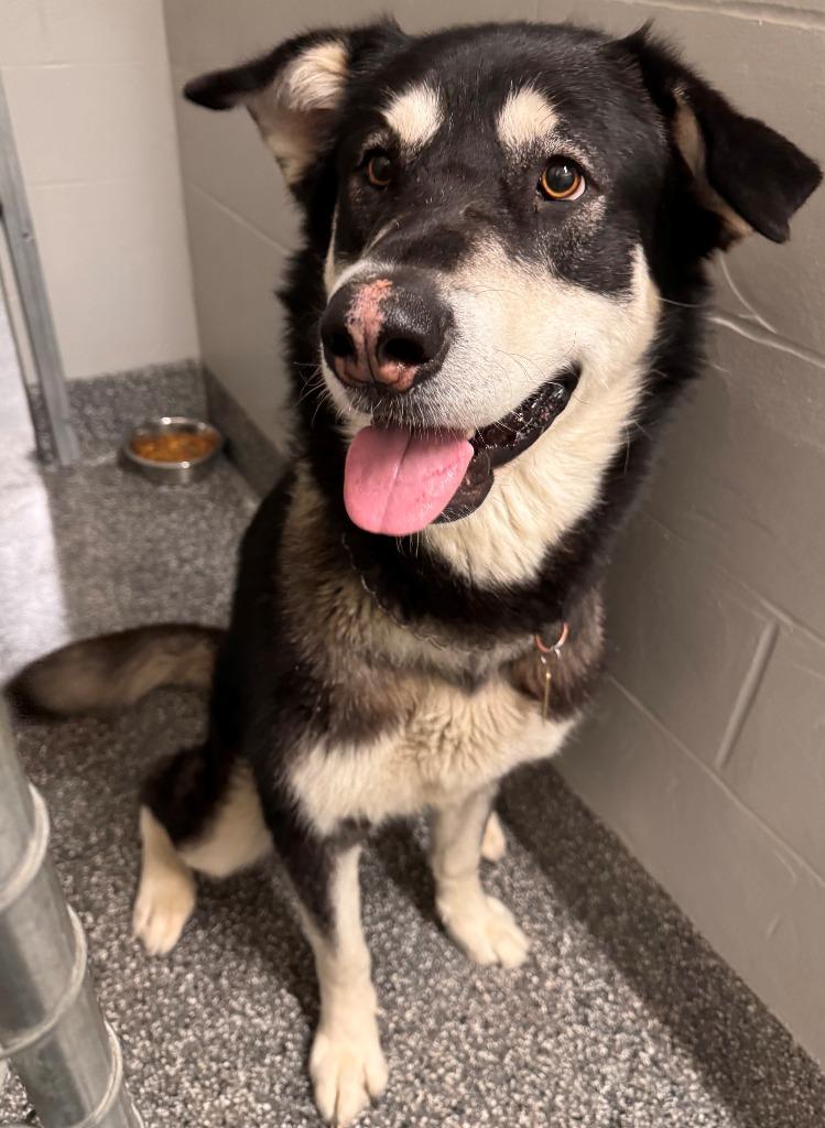 Enlarge Denali, a Adoptable Alaskan Malamute in Kenai, AK image 1/1