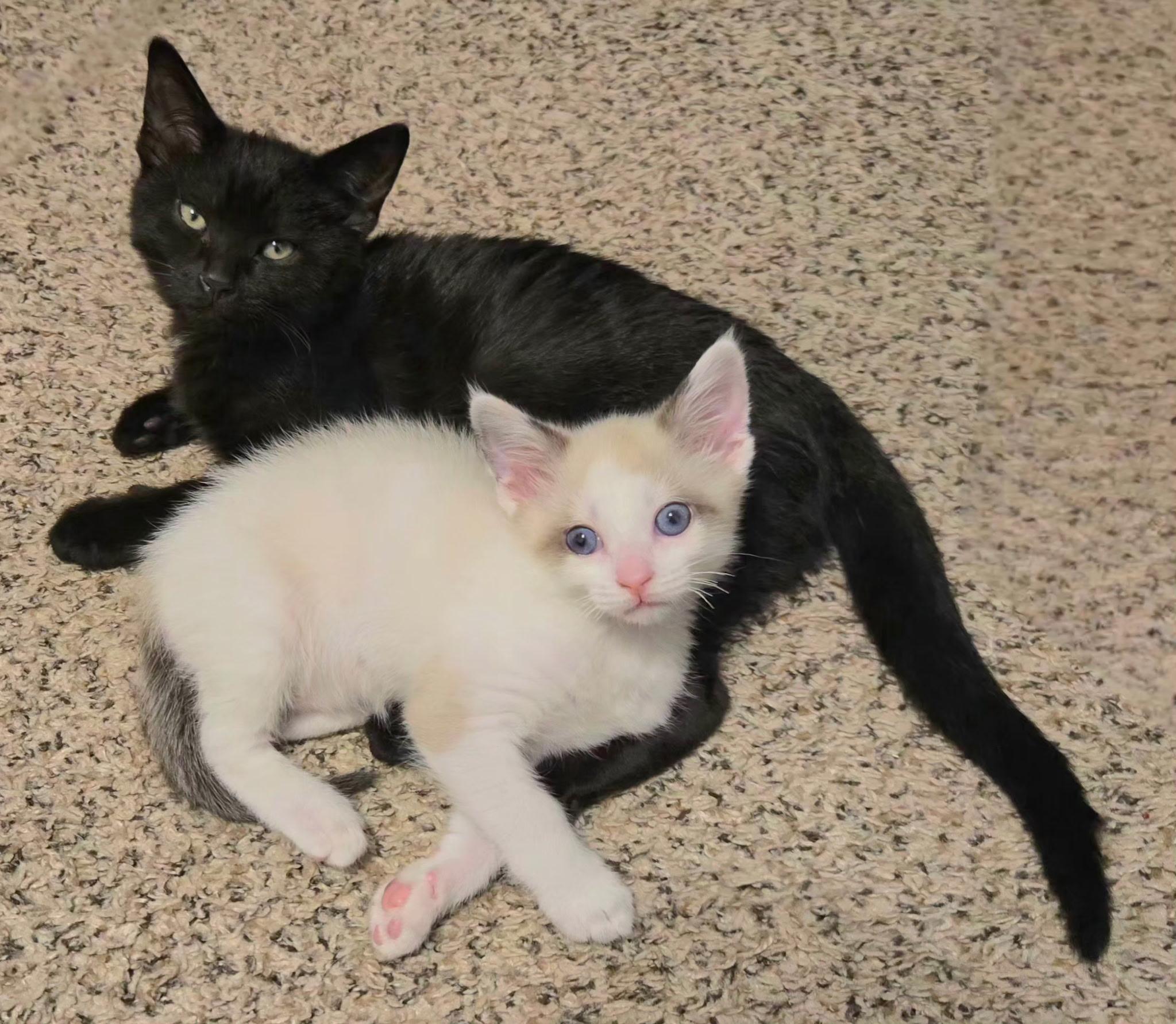 Jagger (polydactyl) and Koa (siamese), a ADOPTABLE Domestic Short Hair in Brighton, MI image 4/6