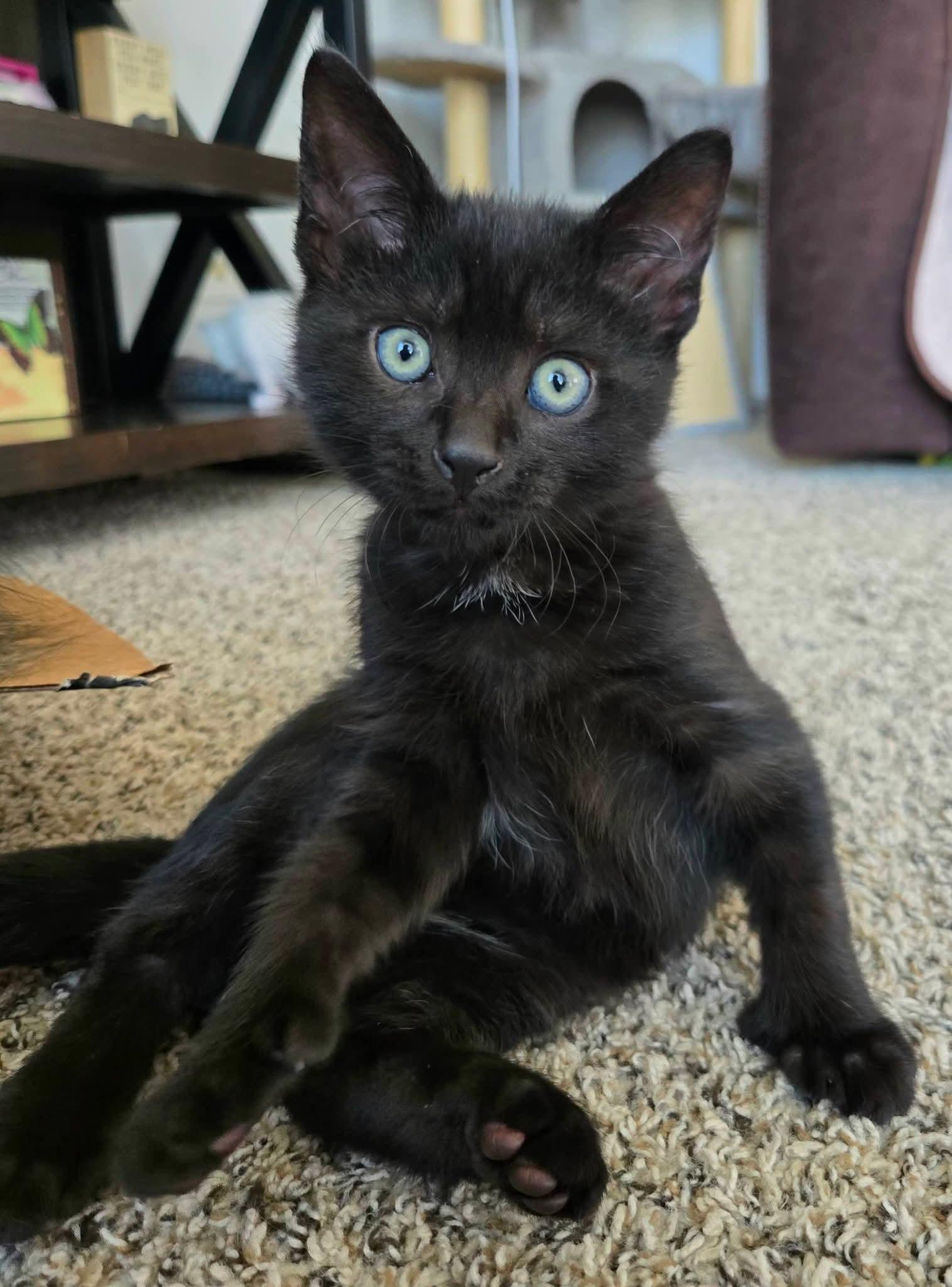 Enlarge Jagger (polydactyl), a ADOPTABLE Domestic Short Hair in Brighton, MI image 2/6