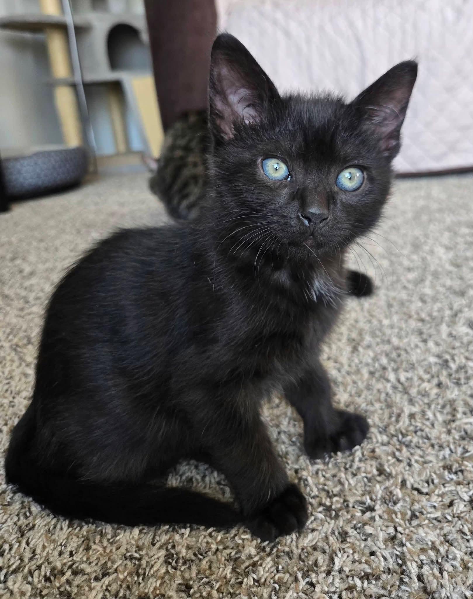 Enlarge Jagger (polydactyl), a ADOPTABLE Domestic Short Hair in Brighton, MI image 5/6