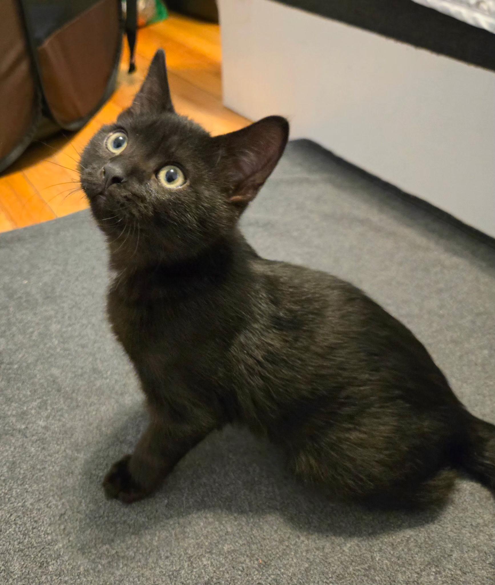 Jagger (polydactyl) and Koa (siamese), a ADOPTABLE Domestic Short Hair in Brighton, MI image 5/6