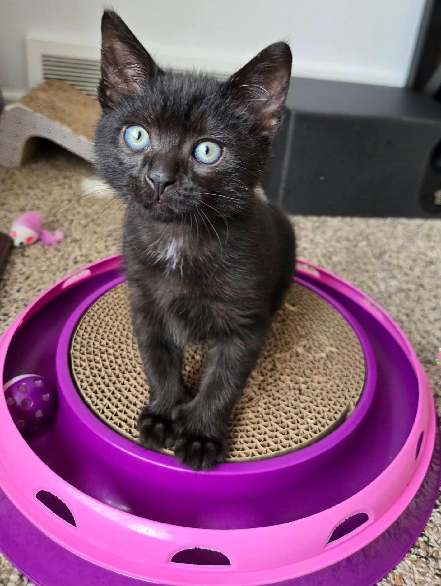 Enlarge Jagger (polydactyl), a ADOPTABLE Domestic Short Hair in Brighton, MI image 3/6